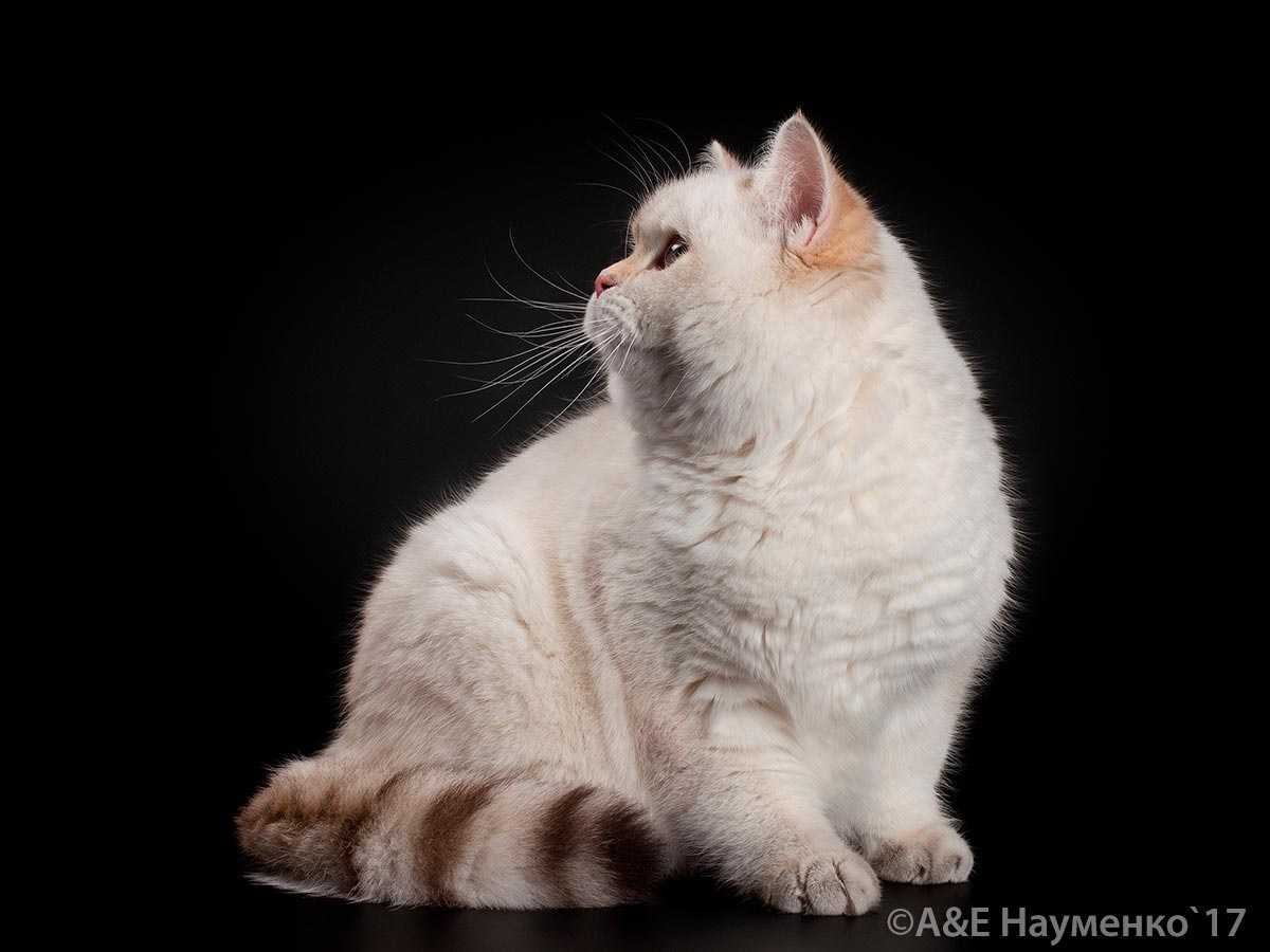 The Female Cat British Shorthair Amazing Diana Mysterious Color