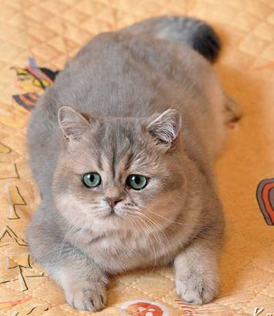 The Female Cat British Shorthair Natalyland S Silver Bijou Color