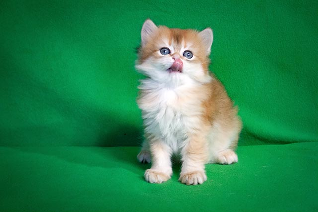 Кот Briz Golden Wind SunRay