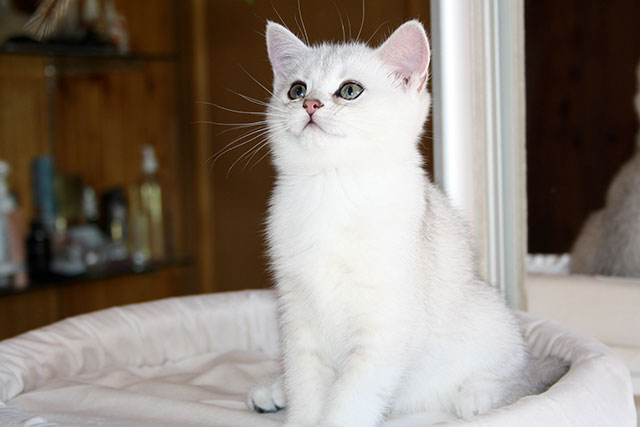 Кошка Elis Glory SunRay