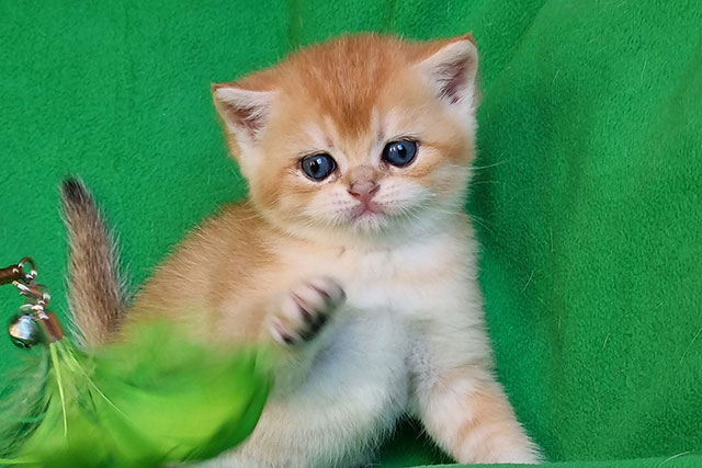 Кот Kruasan Honey SunRay