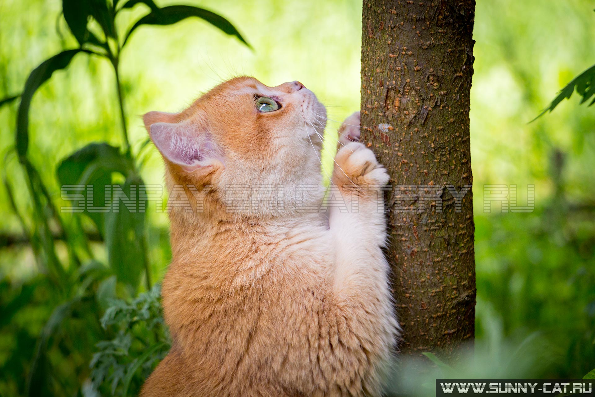 Goldene Britische Katze Mit Grunen Augen Scharft Seine Krallen Auf