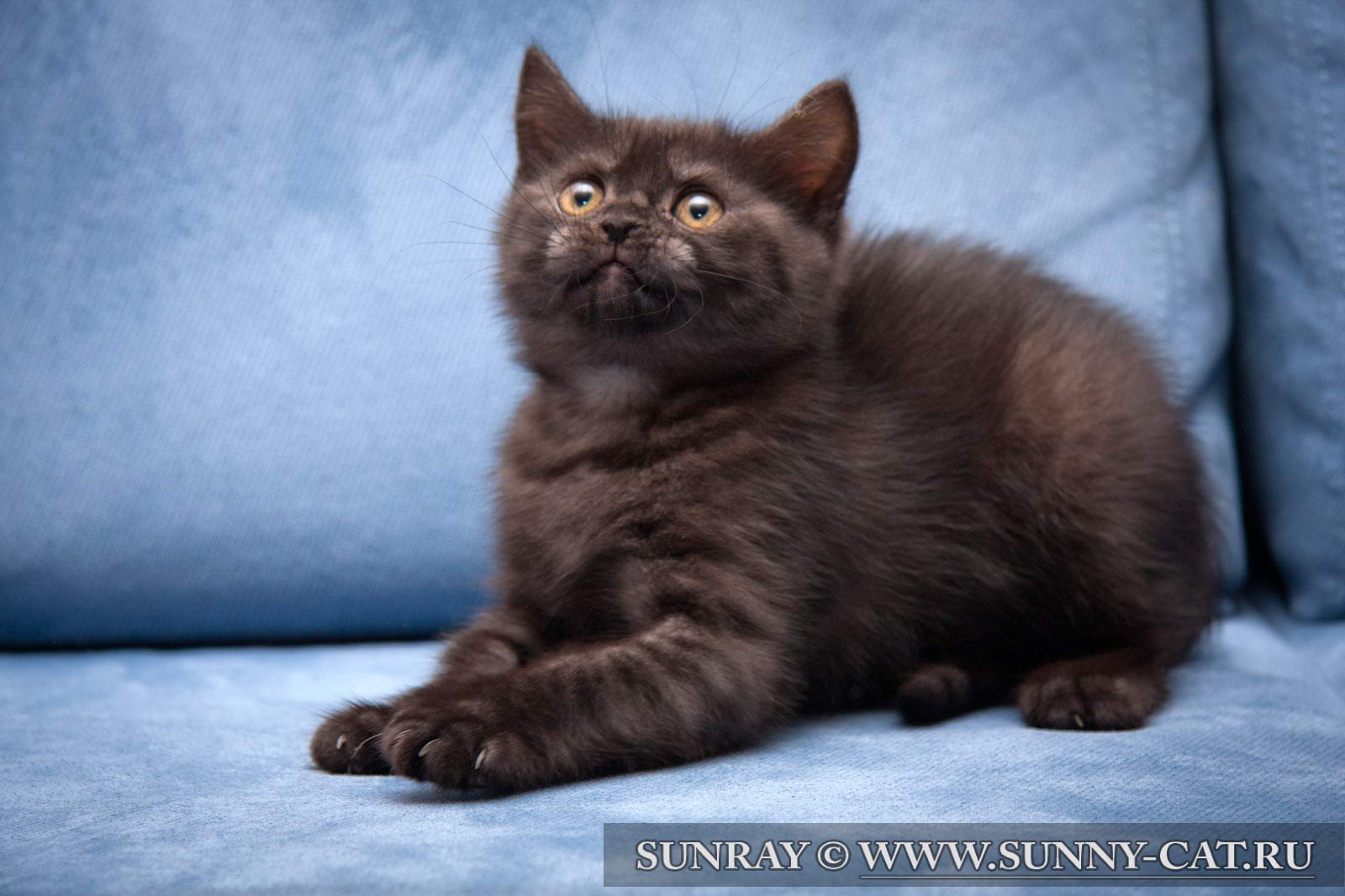 The Female Cat British Shorthair Black Smoke Harny Mystery Photo