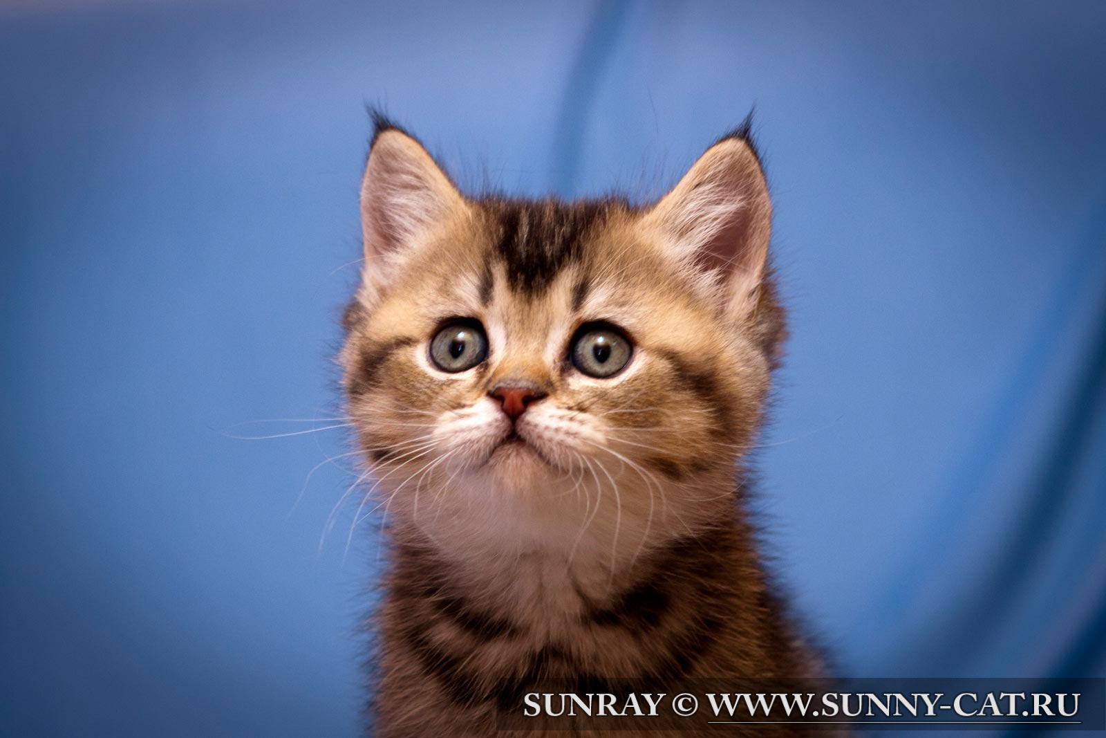 British Shorthair Kitten Yorkshire Helmsley Sunray 524 Sunray