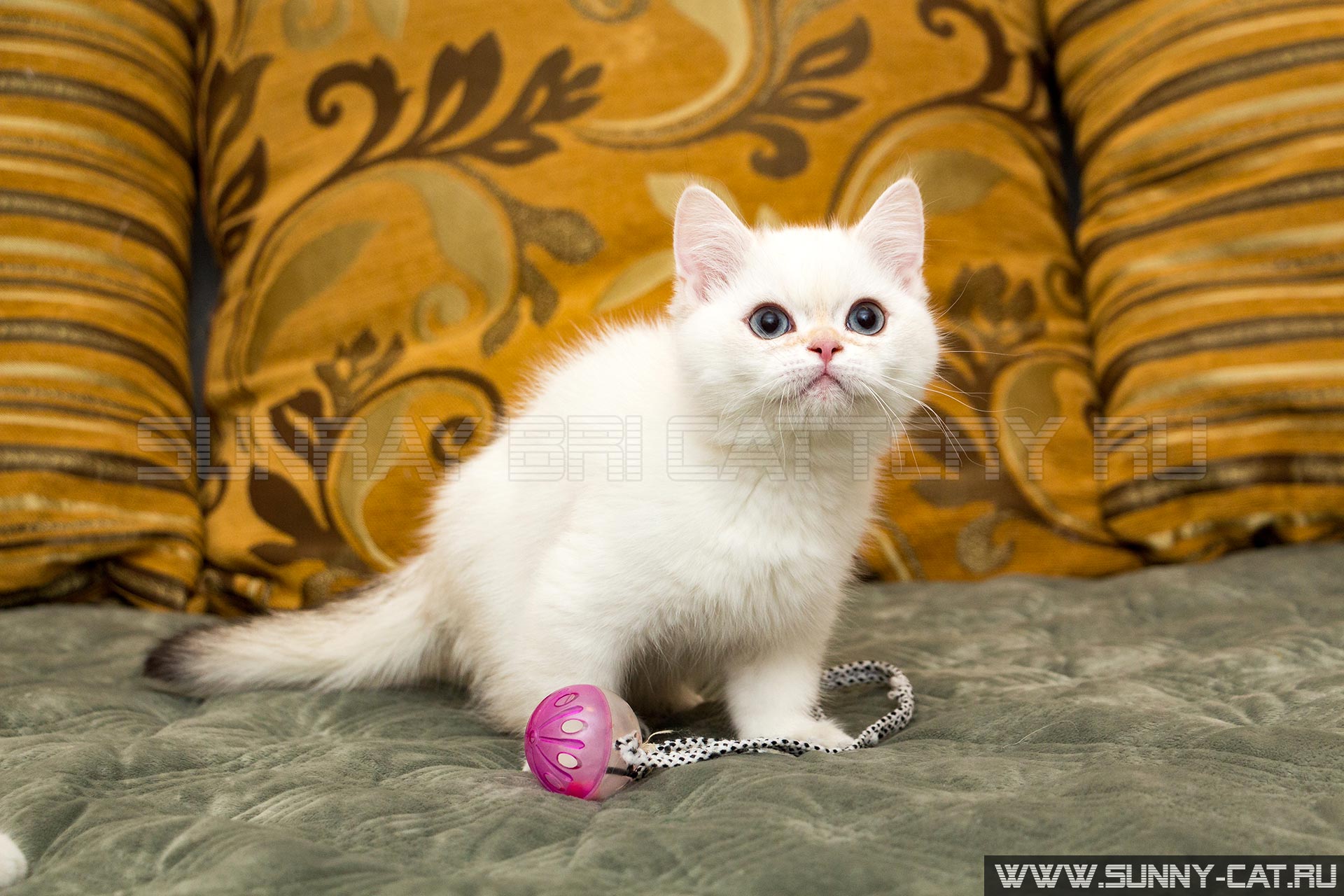 Kitten Boy British Shorthair Black Golden Shaded Pointed Icarus