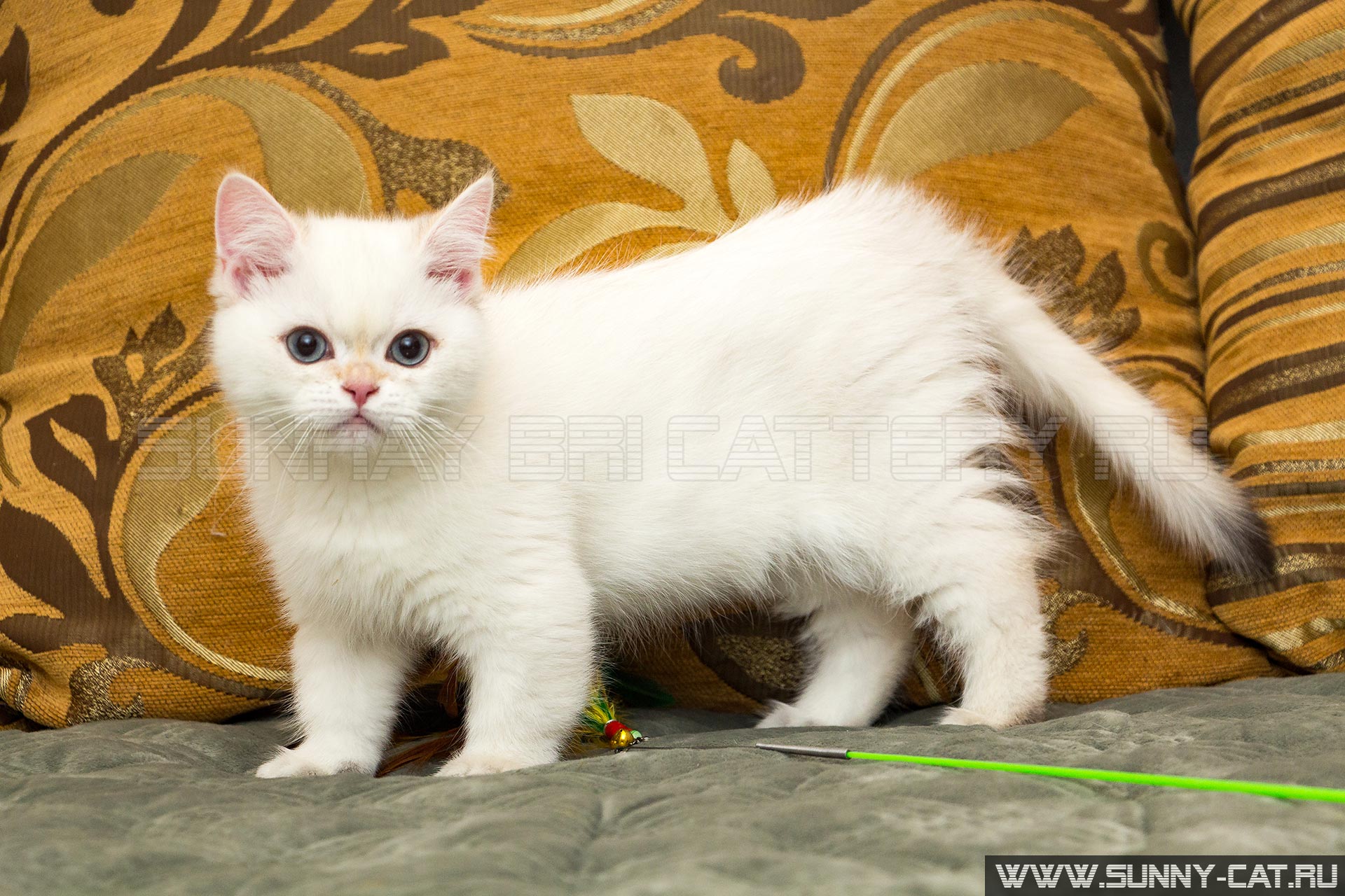 Kitten Boy British Shorthair Black Golden Shaded Pointed Icarus