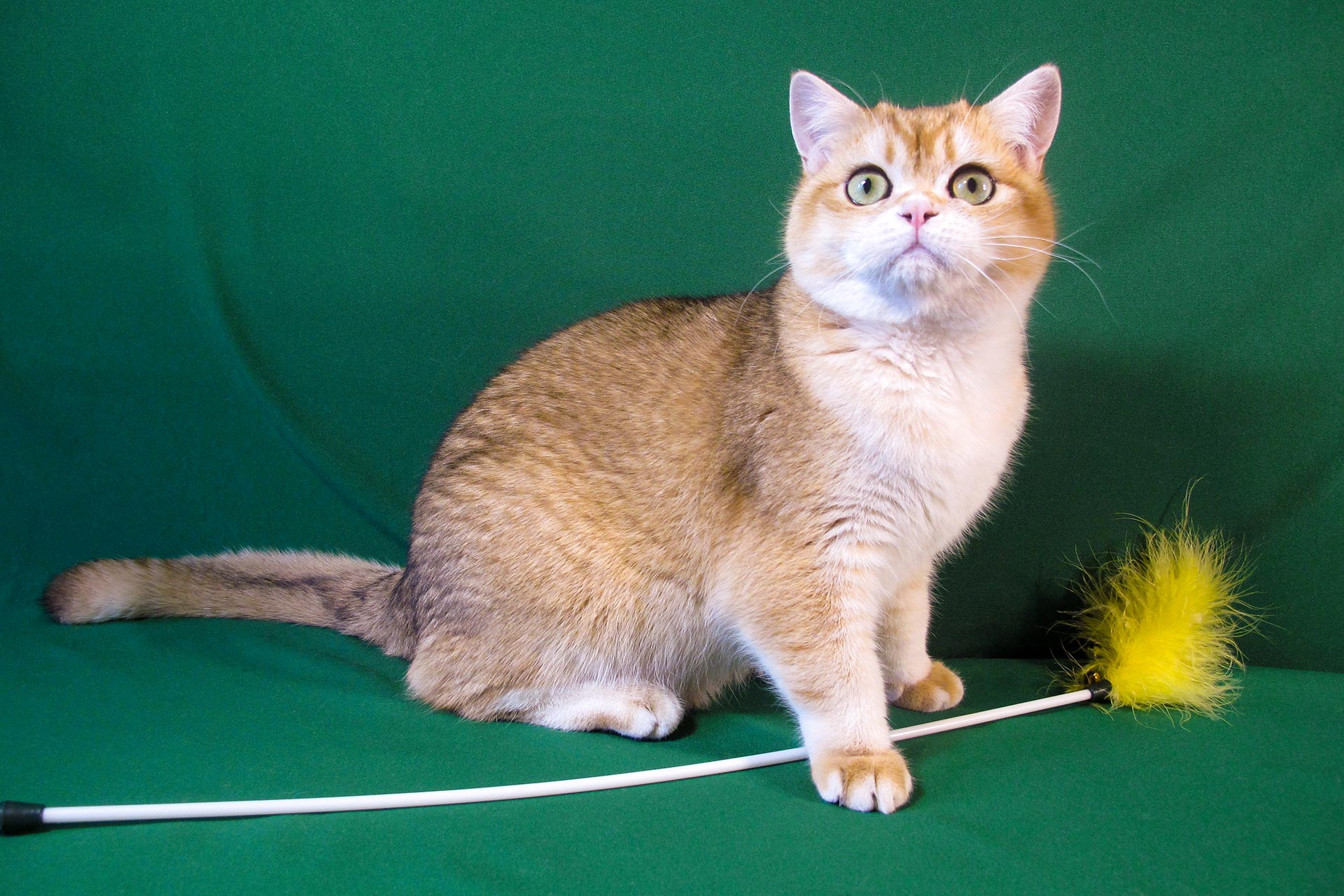 Kitten Boy British Shorthair Black Golden Shell Chess Honey Age 6