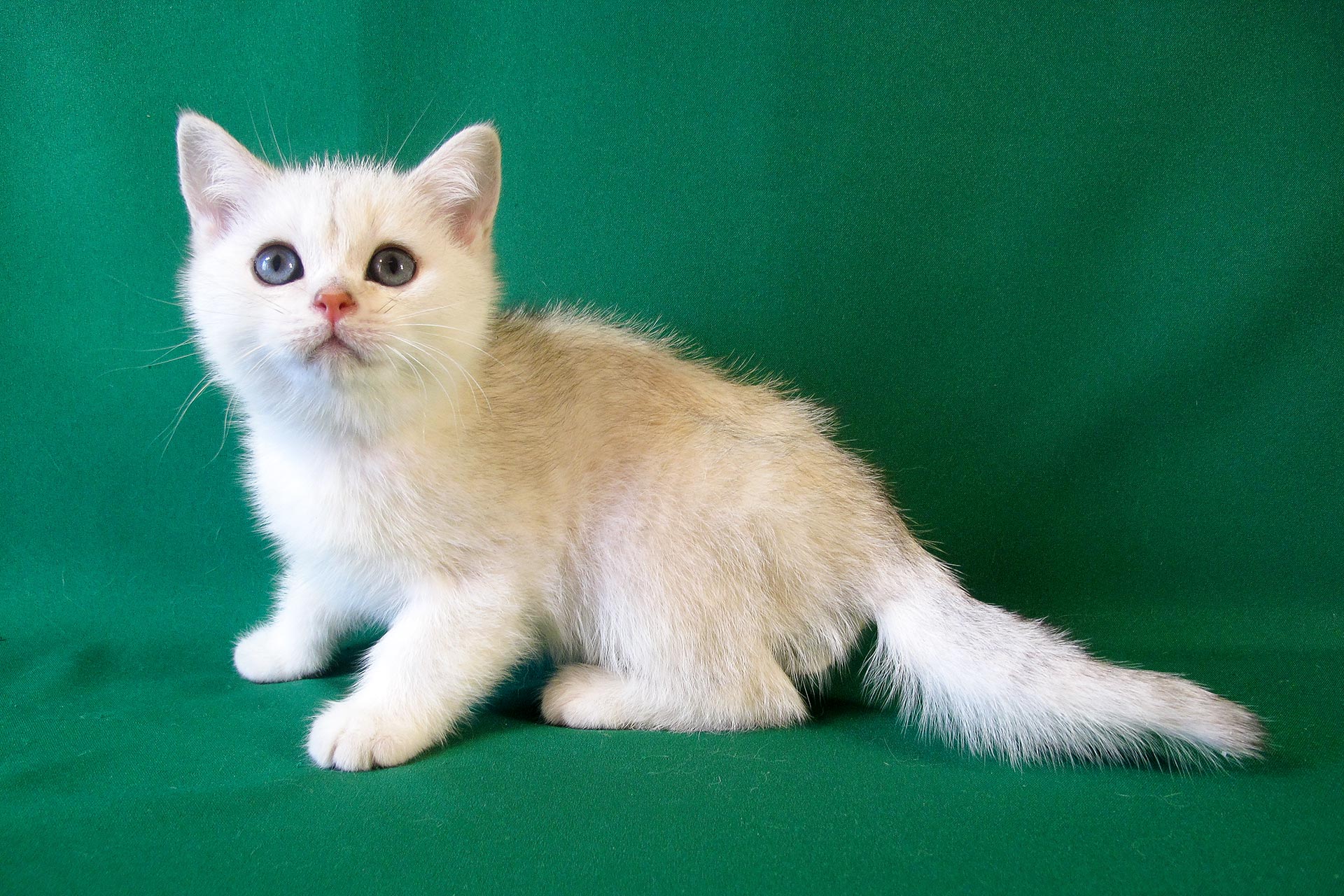 Kitten Boy British Shorthair Black Silver Shaded Grey Age 2