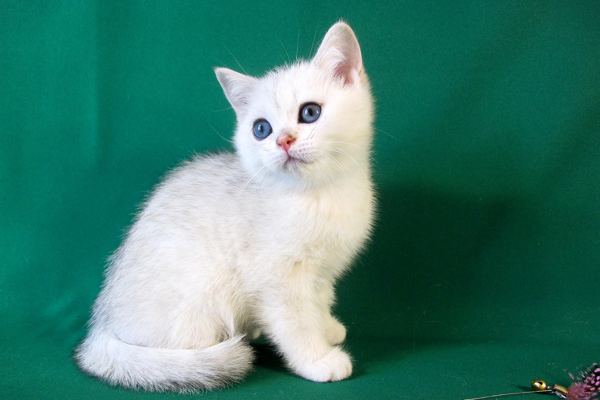 Kitten Boy British Shorthair Black Silver Shaded Grey Age 2