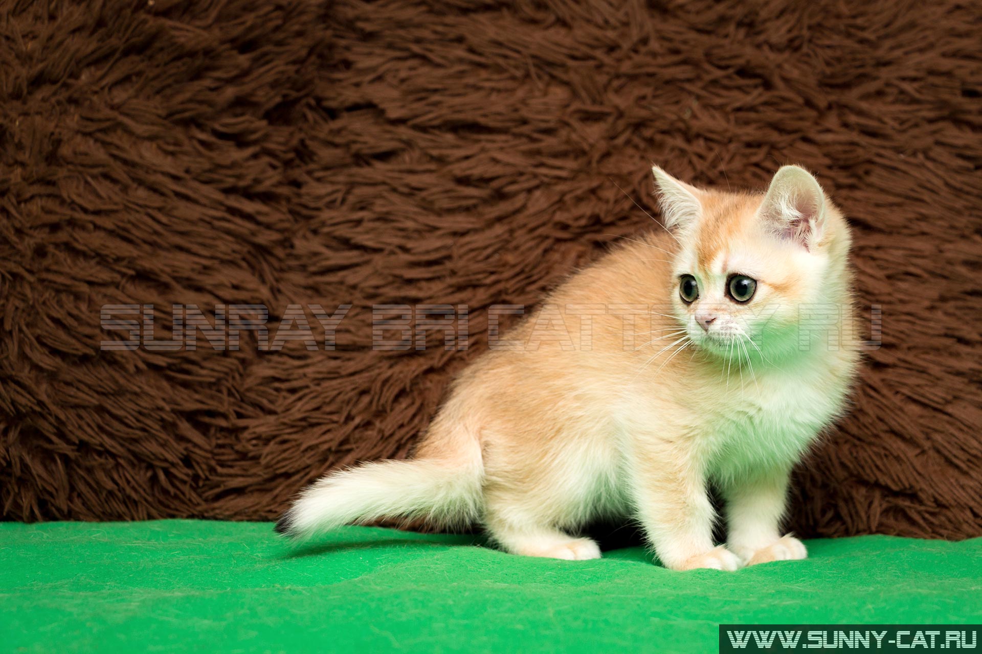 The Male Cat British Shorthair Black Golden Shell Hennessy Sweet