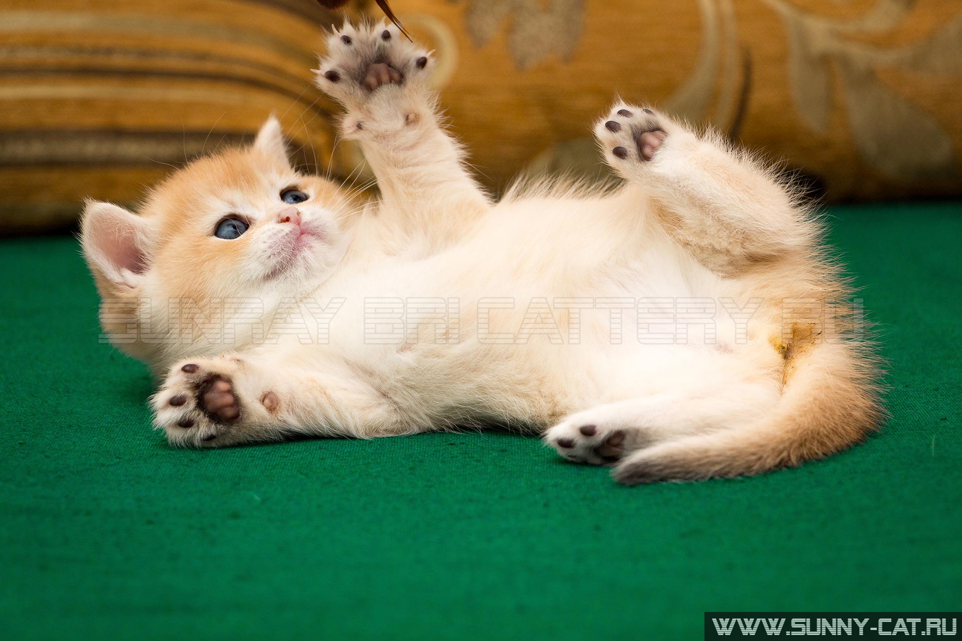 Kitten Boy British Shorthair Black Golden Shell Lotos Age 1 Month