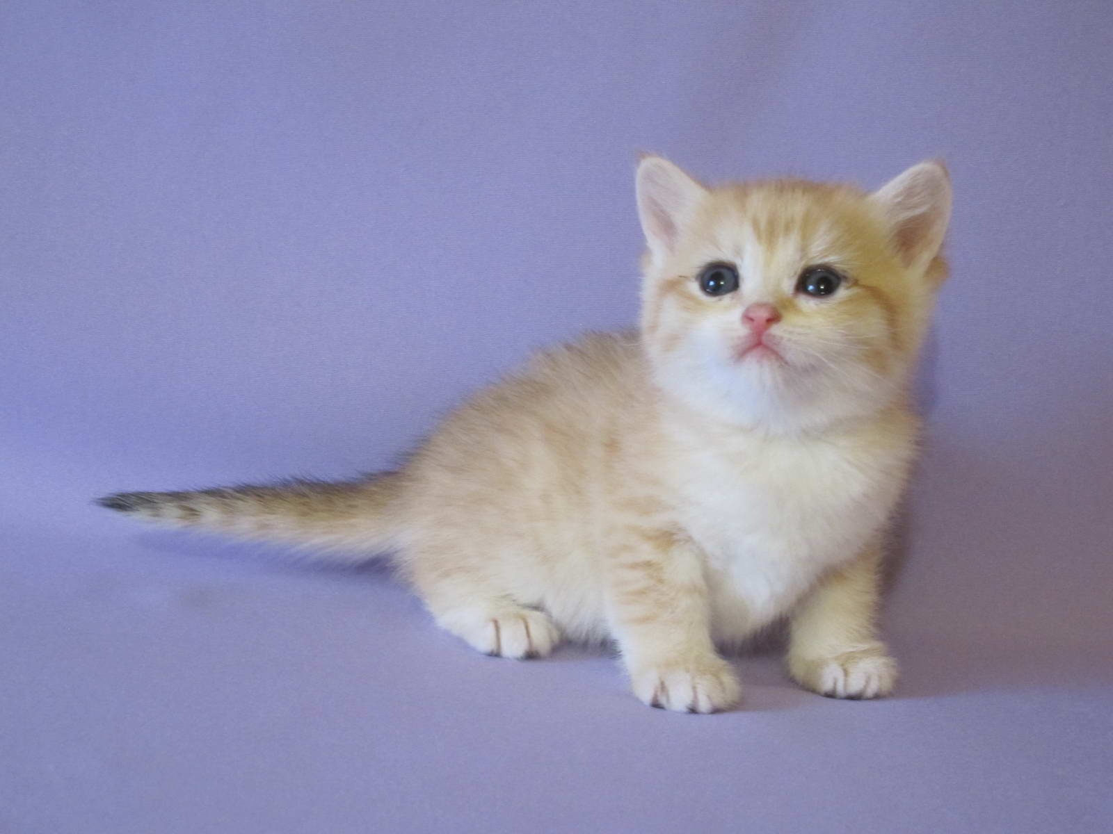 Kitten Girl British Shorthair Black Golden Shaded Pam Sweety Age