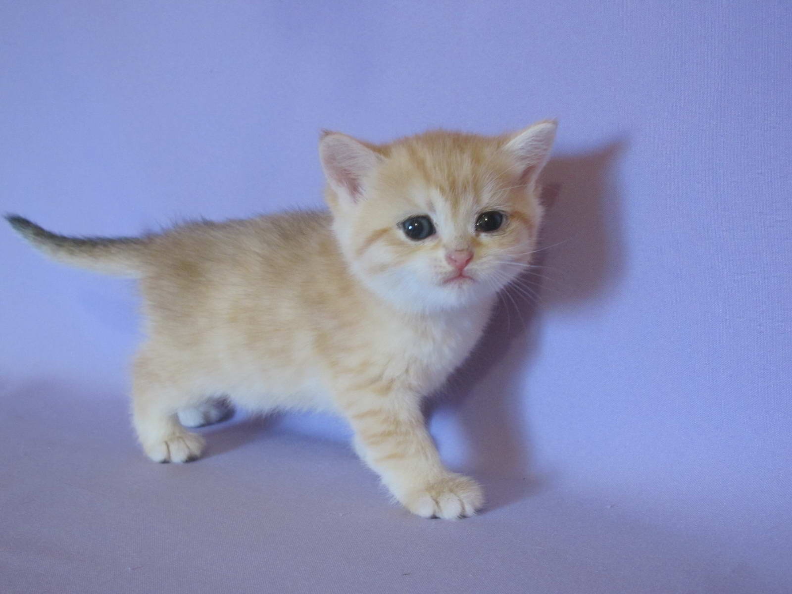 Kitten Girl British Shorthair Black Golden Shaded Pam Sweety Age