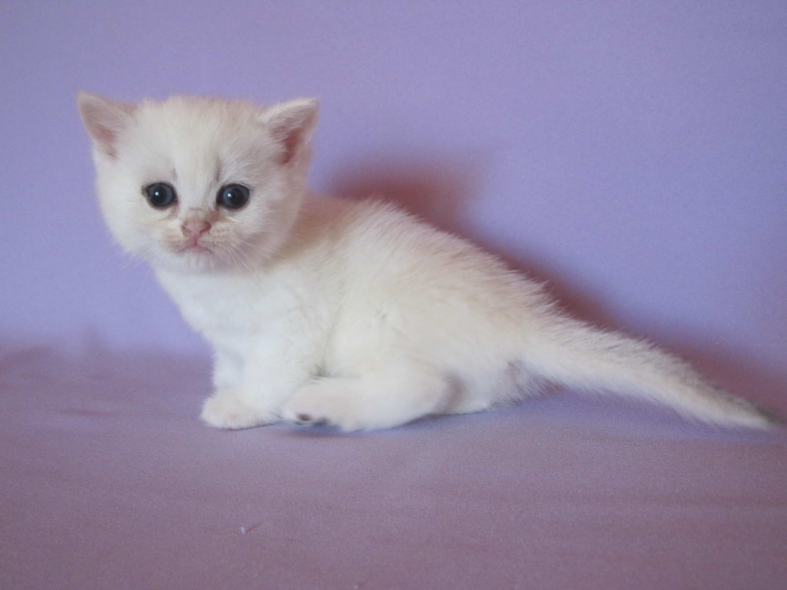 Kitten Girl British Shorthair Black Golden Shaded Pointed Penny