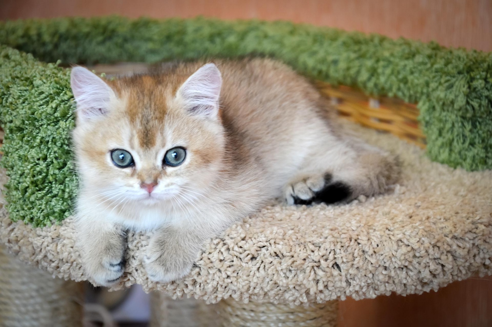 British Shorthair Kitten Tesey Glory Sunray 1229 Sunray