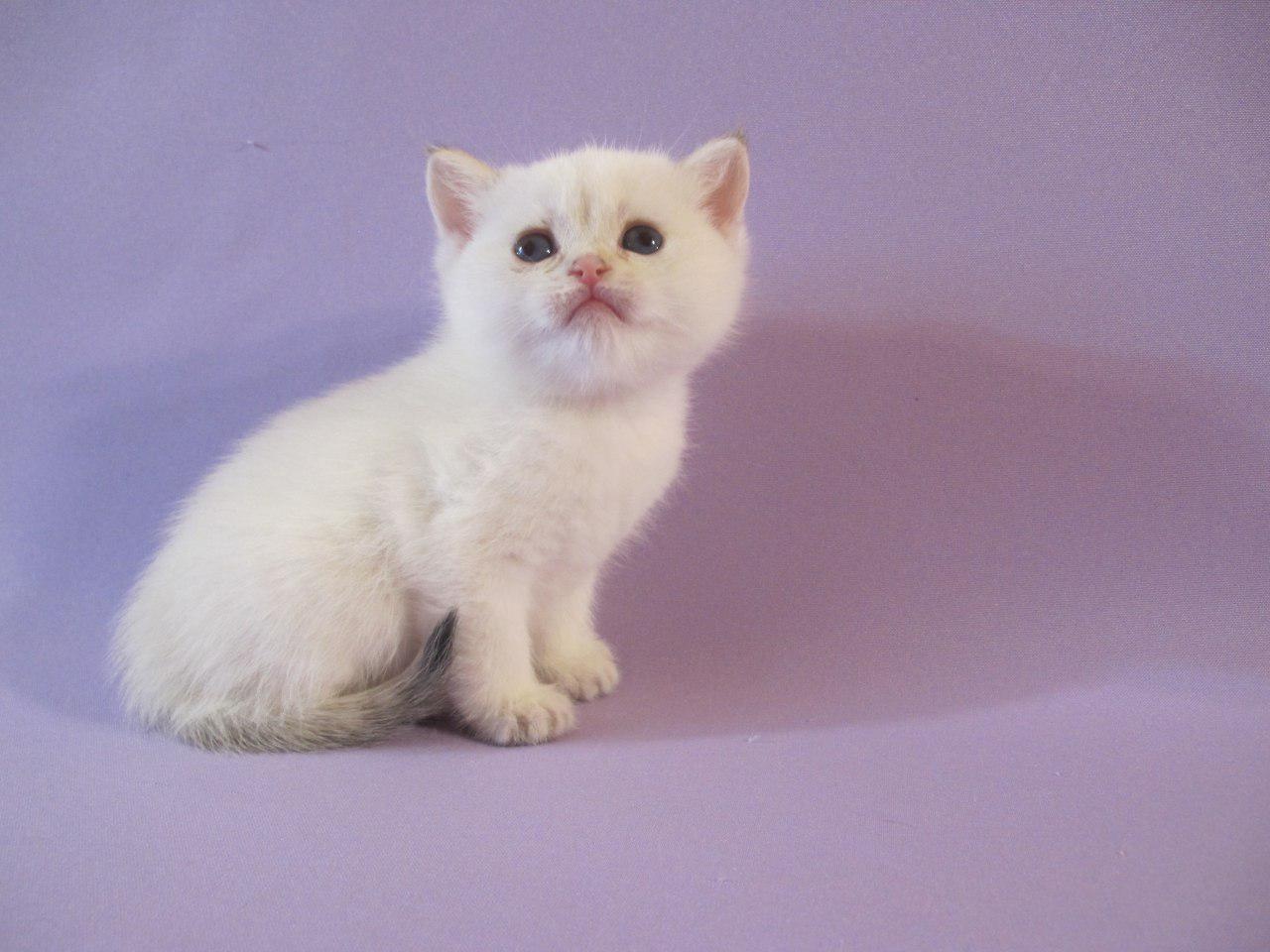 Kitten Boy British Shorthair Black Golden Shaded Pointed Ulrich