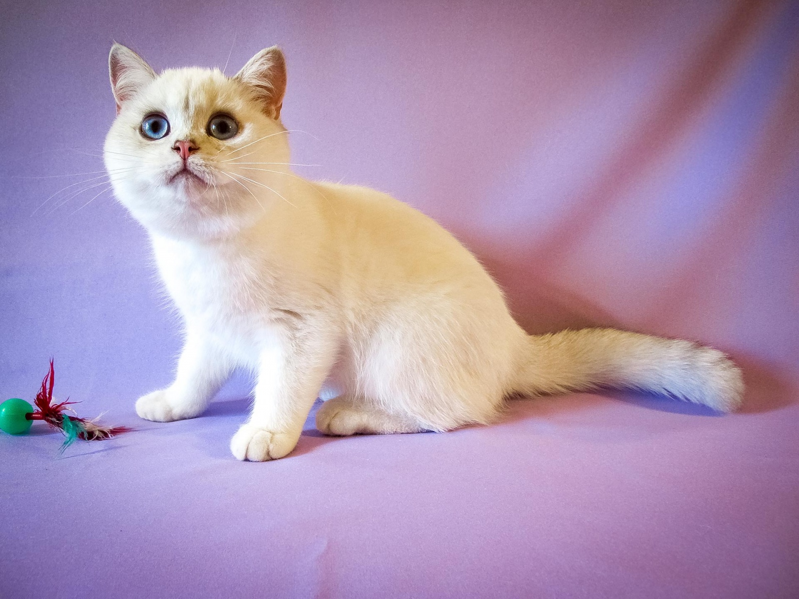 Колор поинт окрас у кошек
