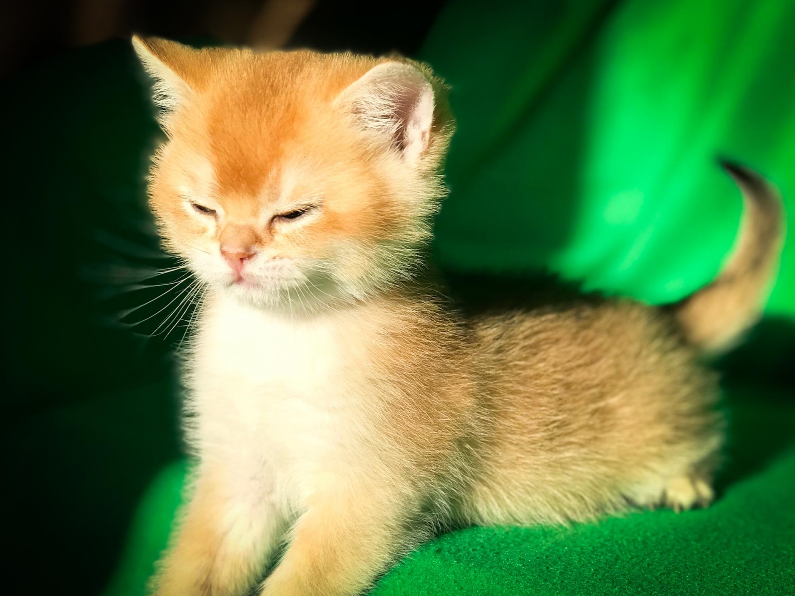 Kitten Boy British Shorthair Black Golden Shell Valentine Gold