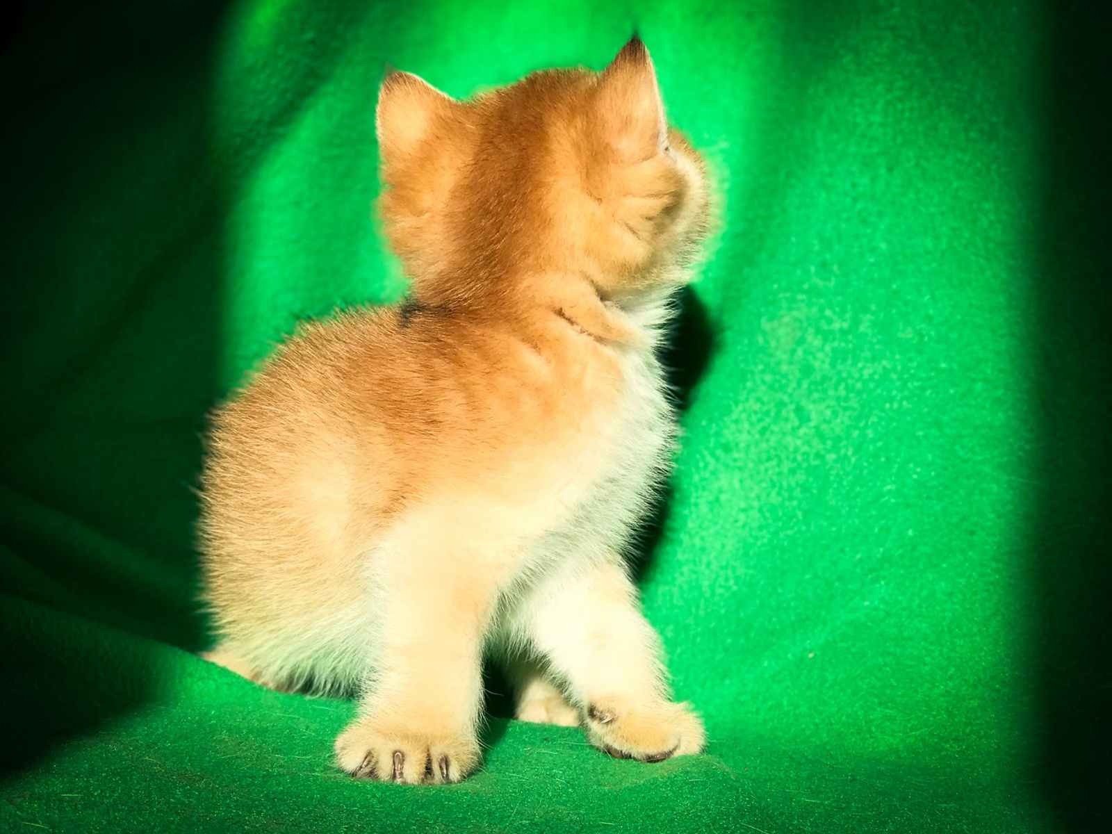 Kitten Boy British Shorthair Black Golden Shell Valentine Gold