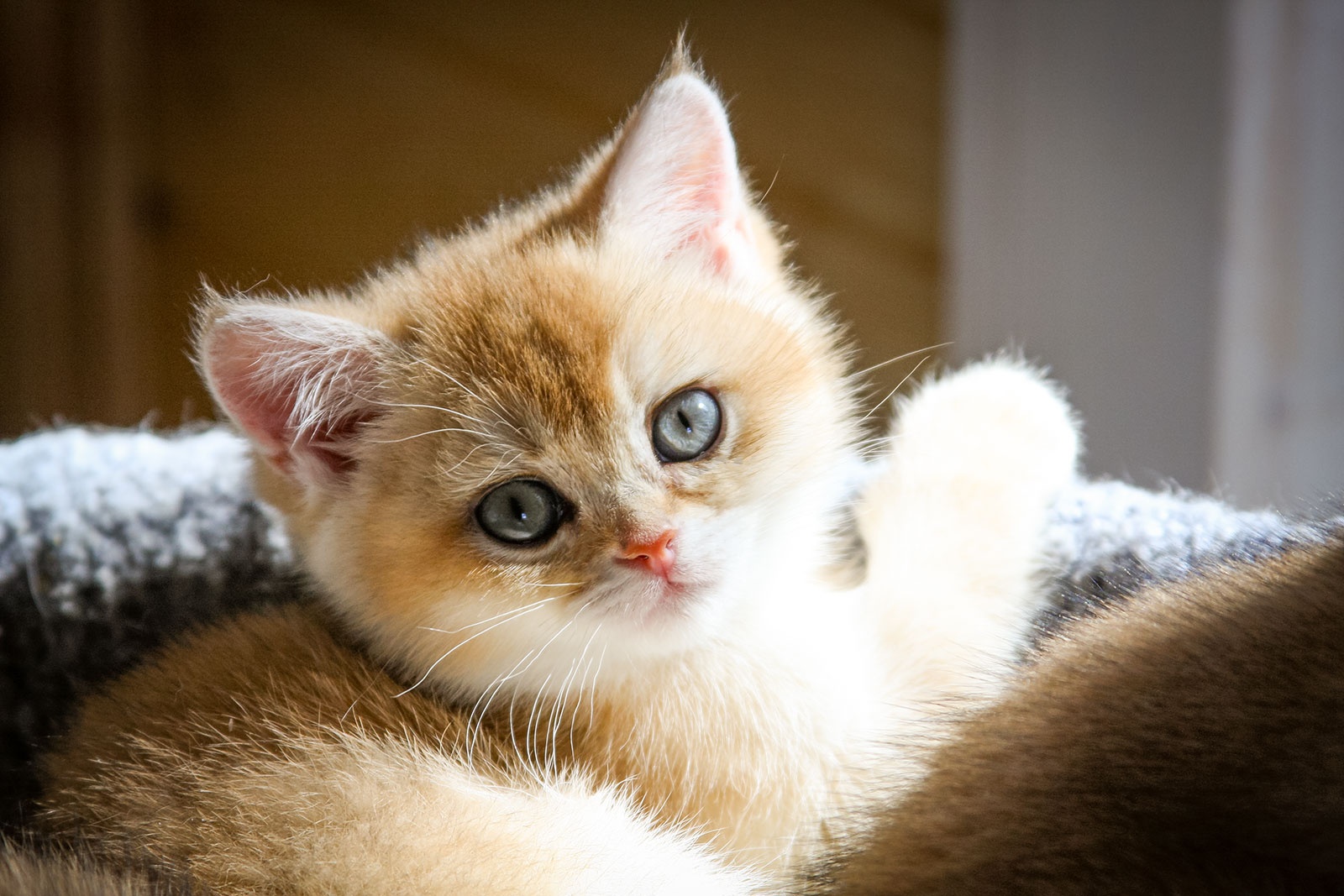 Kitten Girl British Shorthair Black Golden Shaded Xandra Age 2