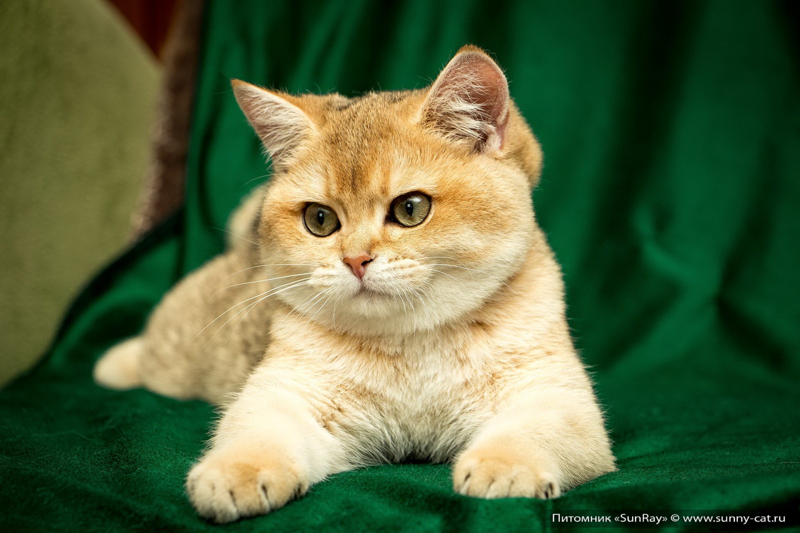 Kitten Girl British Shorthair Black Golden Shaded Xandra Age 4