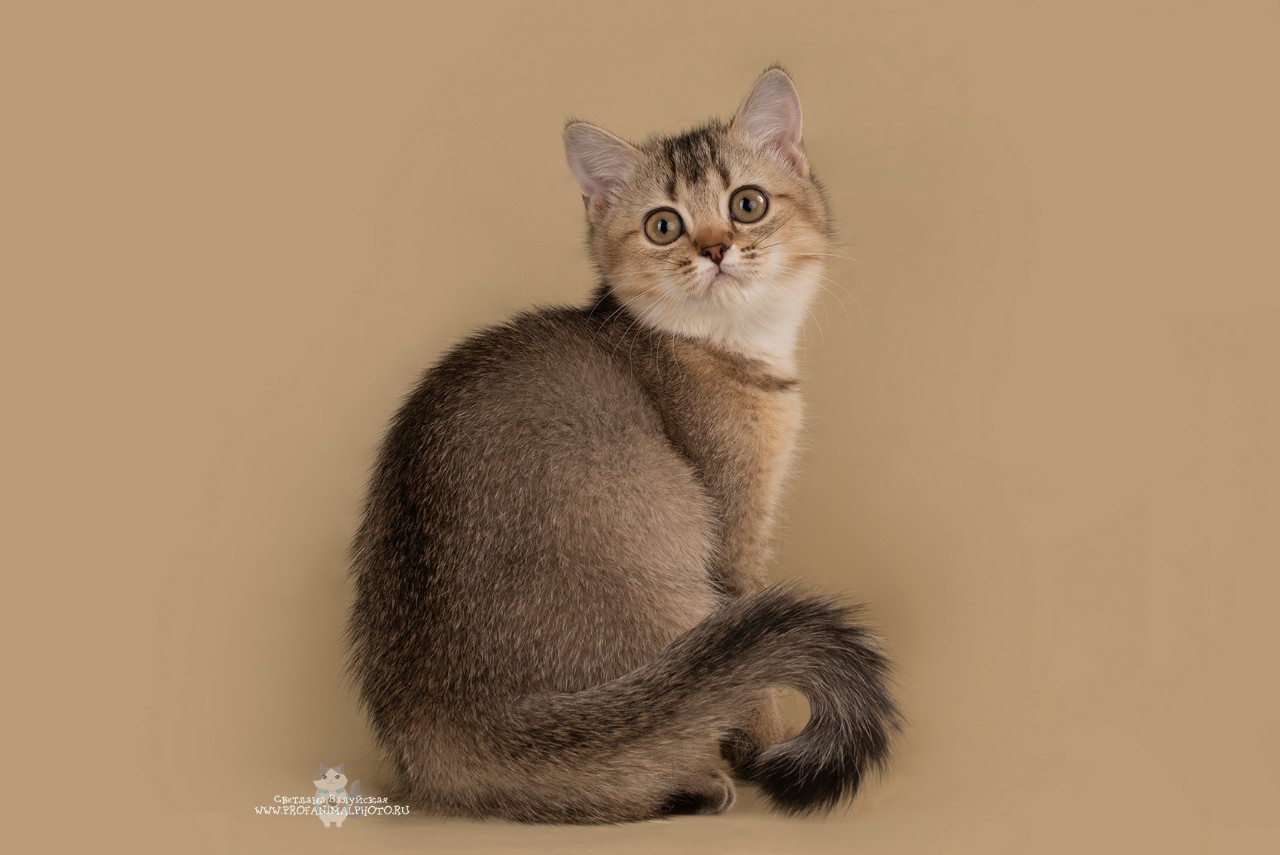 British Shorthair Kitten Cleopatra 1340 Sunray