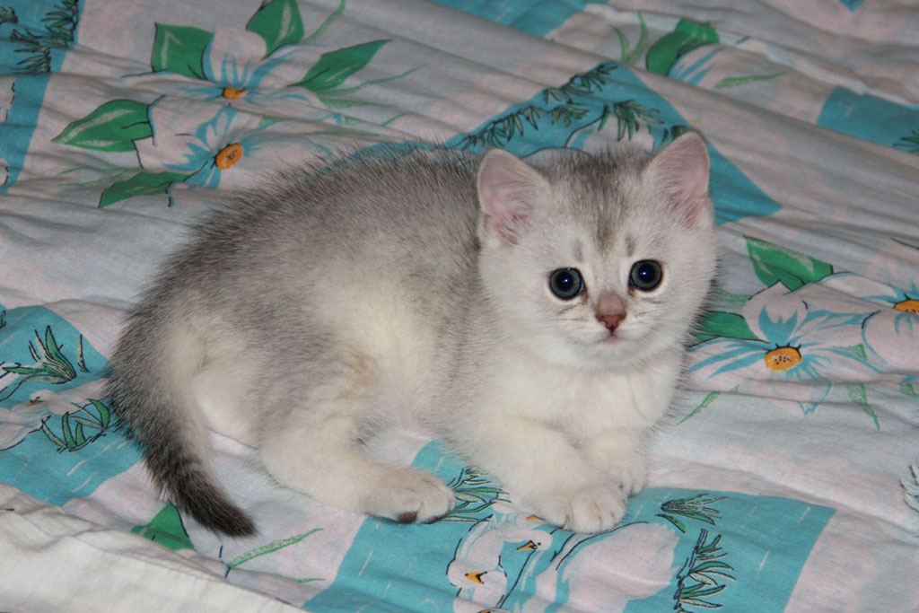 Kitten Boy British Shorthair Blue Silver Shaded Justin Photo Of