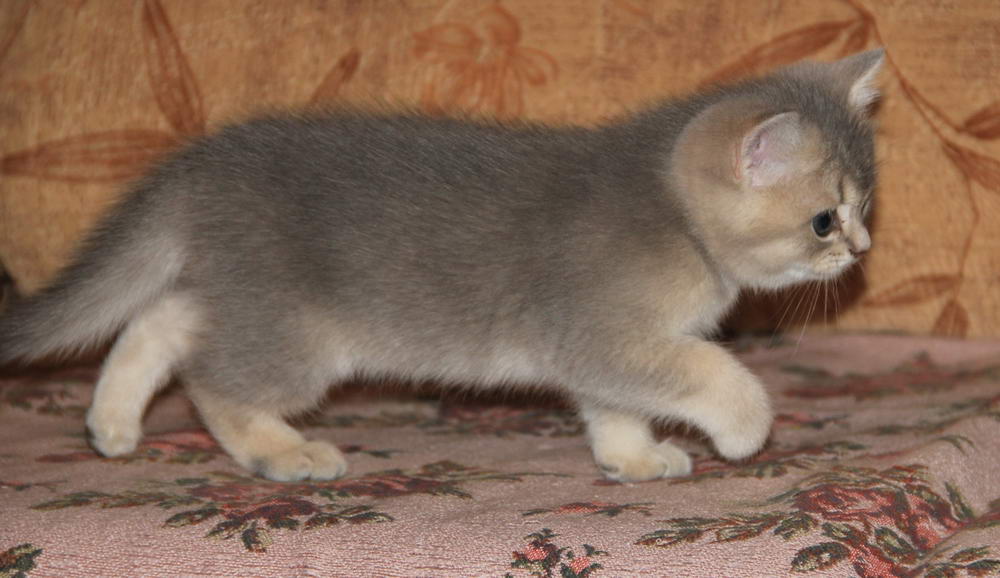 Kitten Boy British Shorthair Blue Golden Ticked Pacific Blue