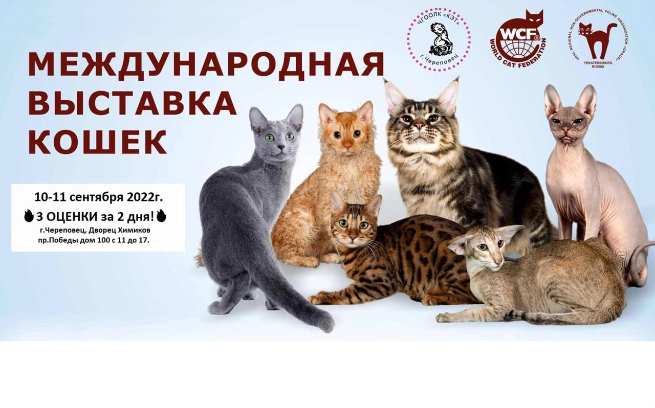 Выставка котят в москве 2023. Международная выставка кошек в Москве 3-4 декабря.