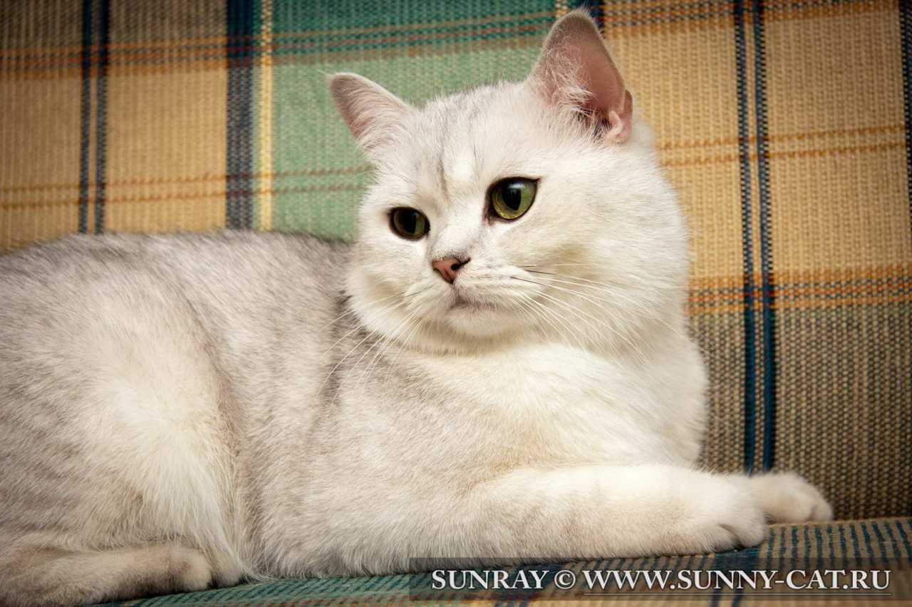 Фото кошки британской породы серого цвета