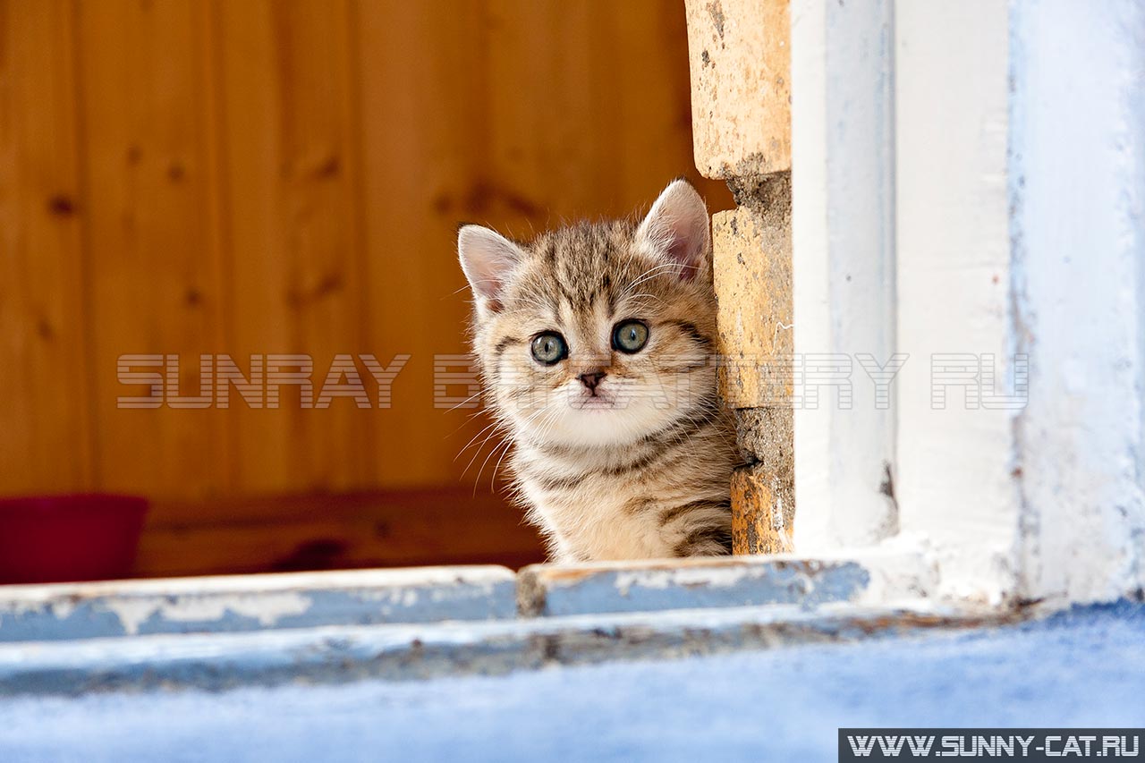 Котенок в доме - Тег #9. Sunny Cat