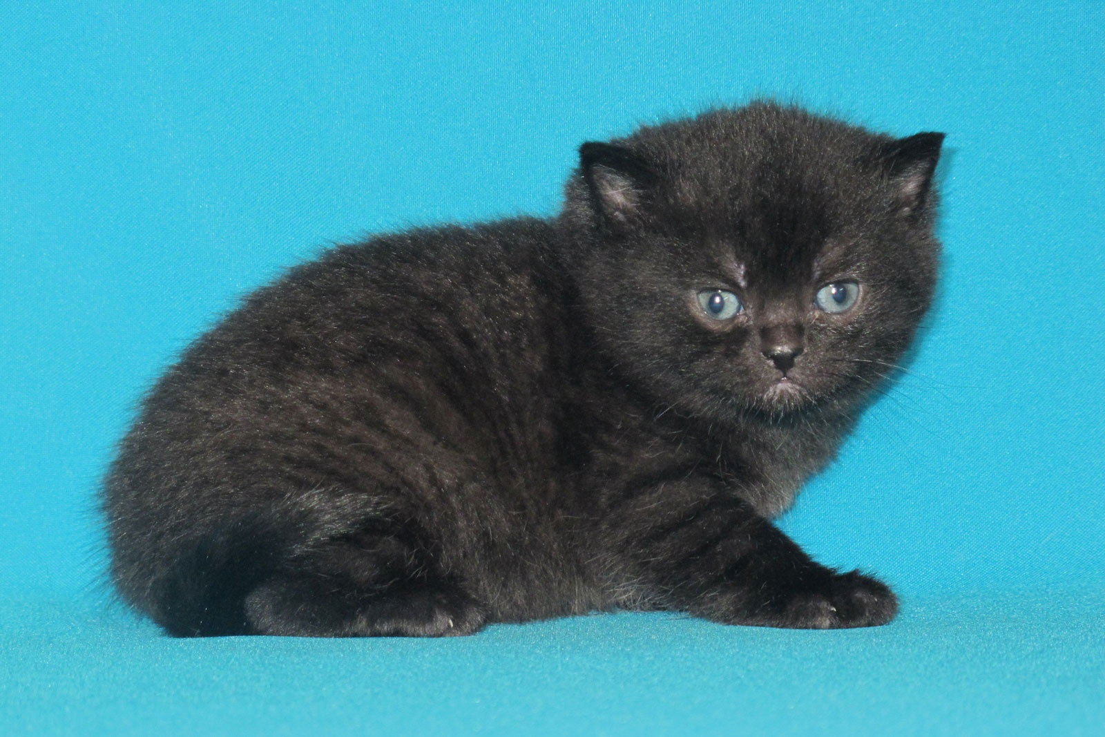 Британские котята кошечки черные