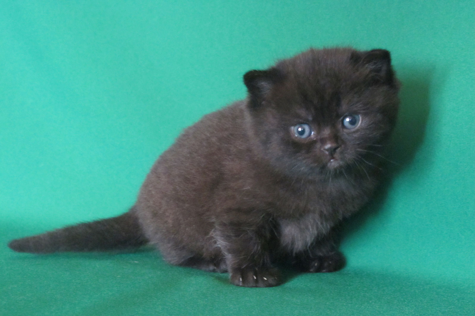 Шотландские чёрные короткошерстные котята 1 месяц фото