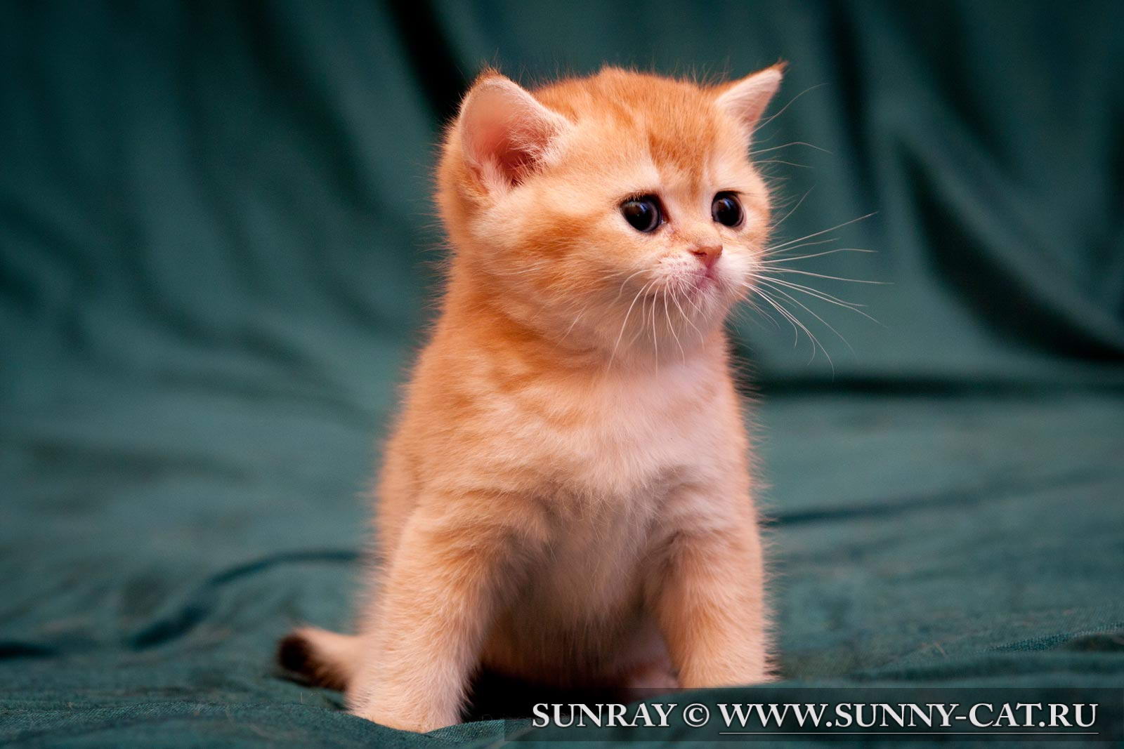 Фото котят тикированные британцы рыжие