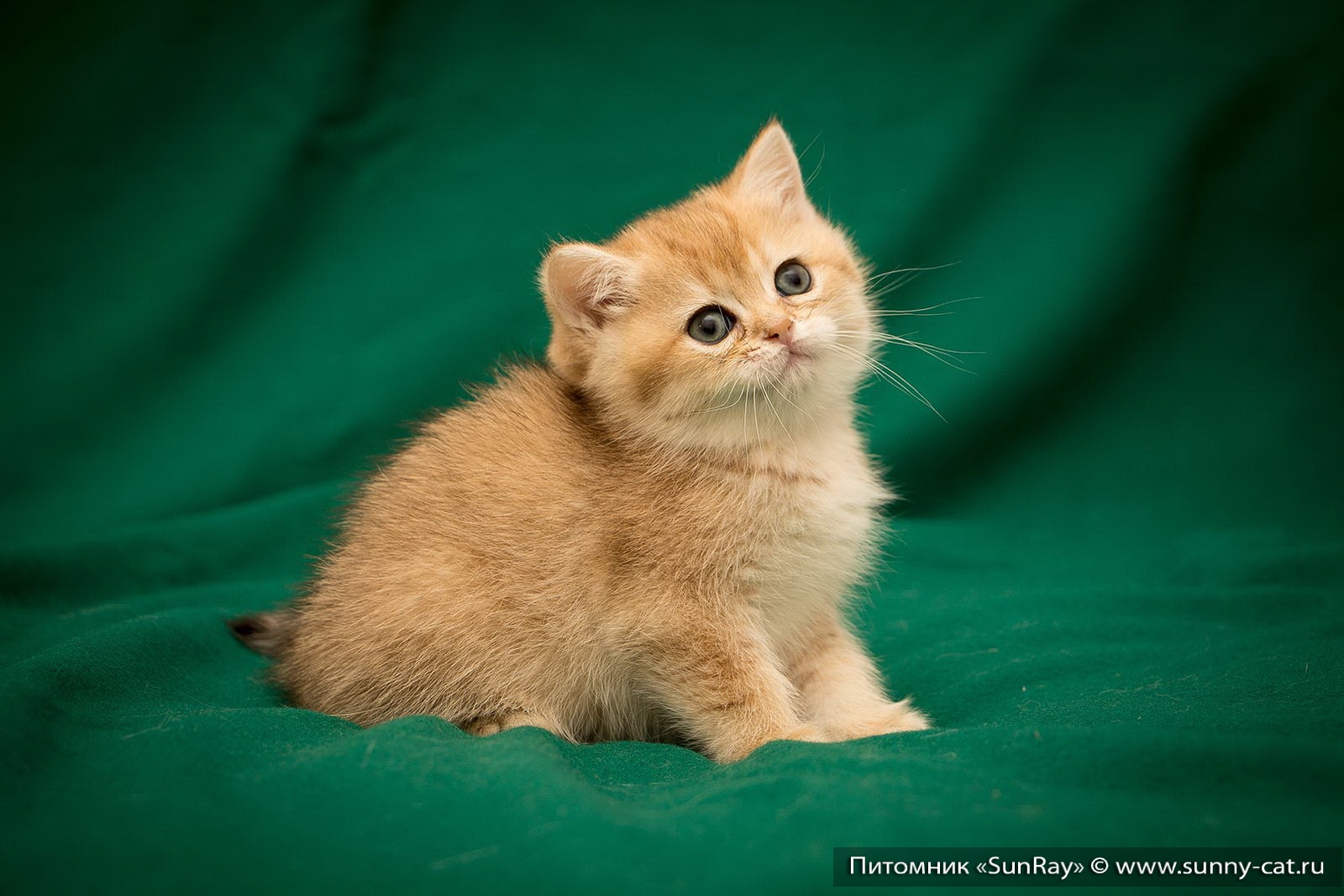 Британская короткошерстная кошка,окрас Золотая затушеванная (Bri ny11)