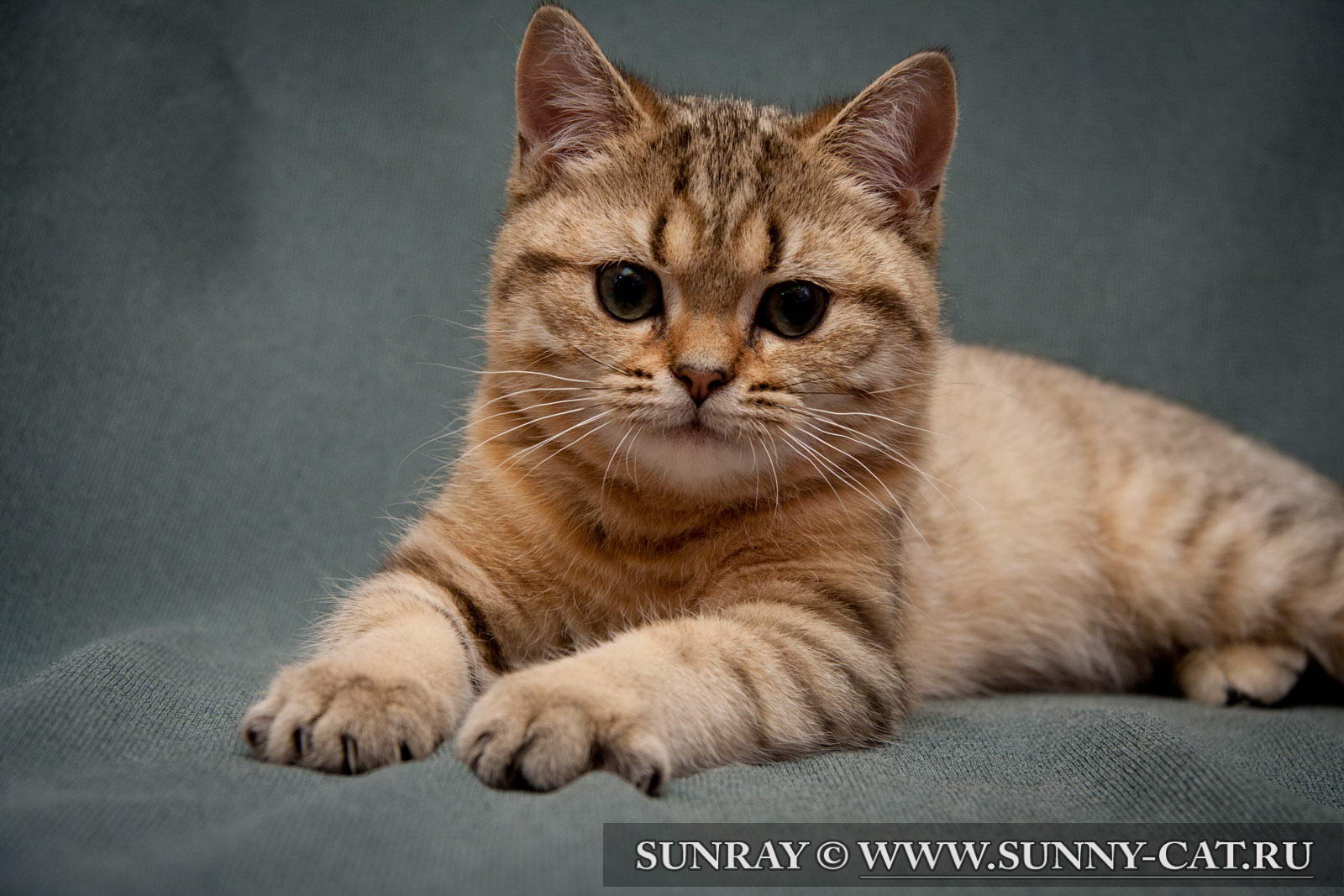 Британская светло коричневый кот полосатый