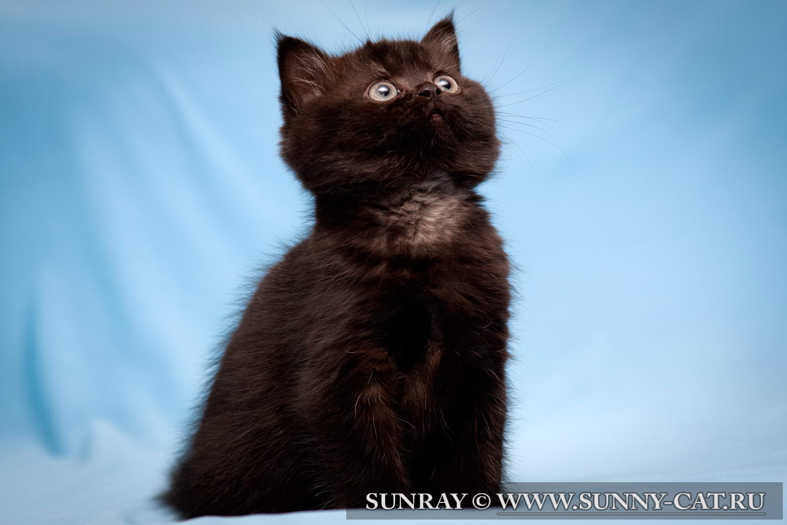 Картинки кошек британских черные