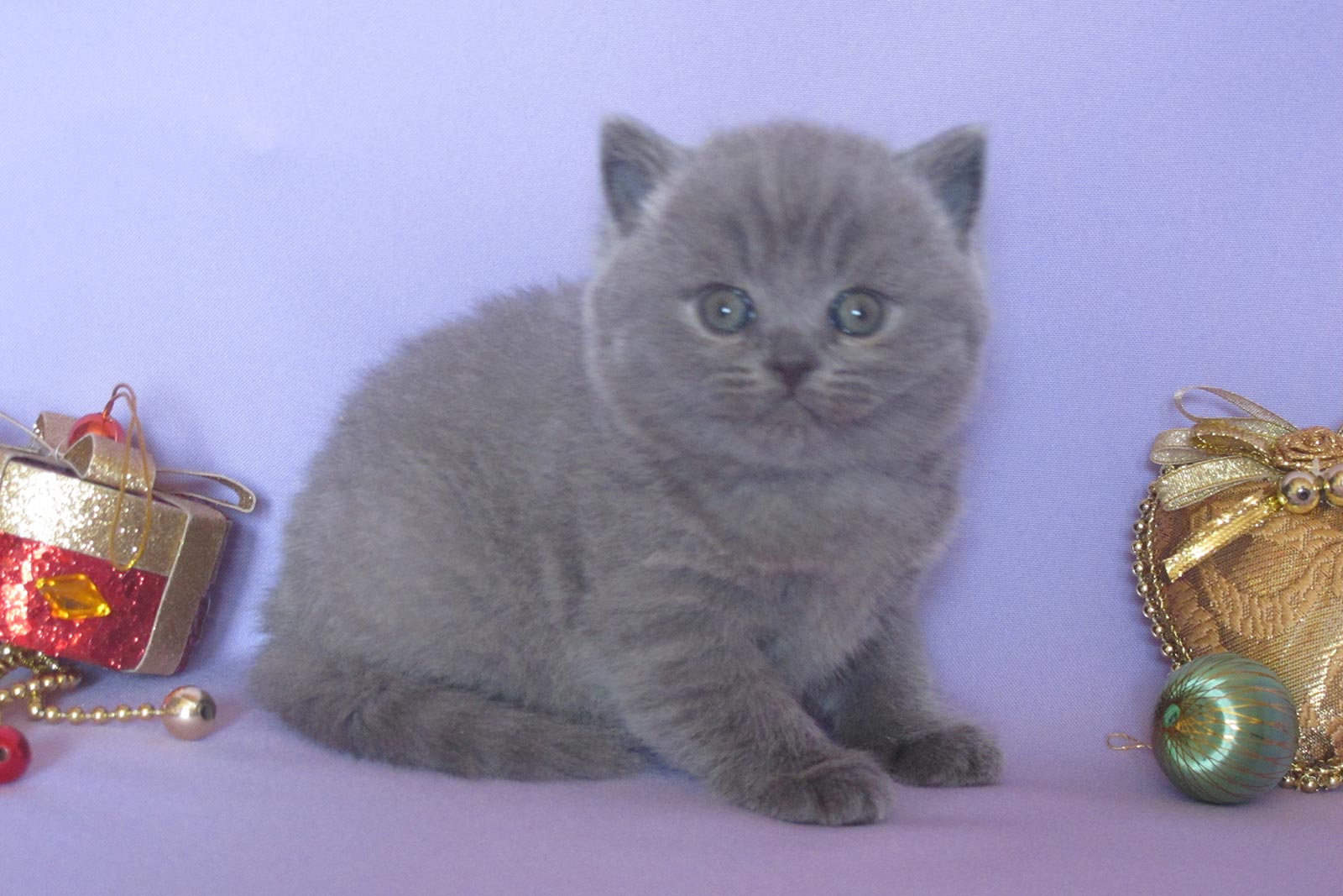 Британская короткошёрстная кошка выставочные