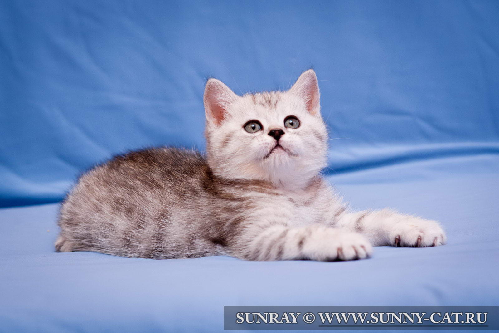 Британская кошка фото описание короткошерстная кошка