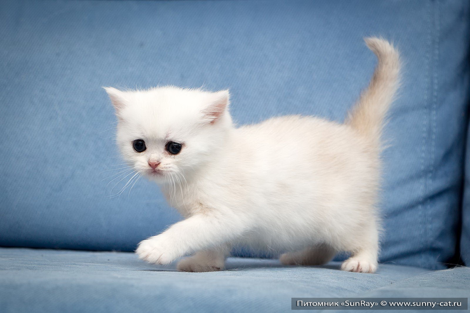 Белый короткошерстный котенок