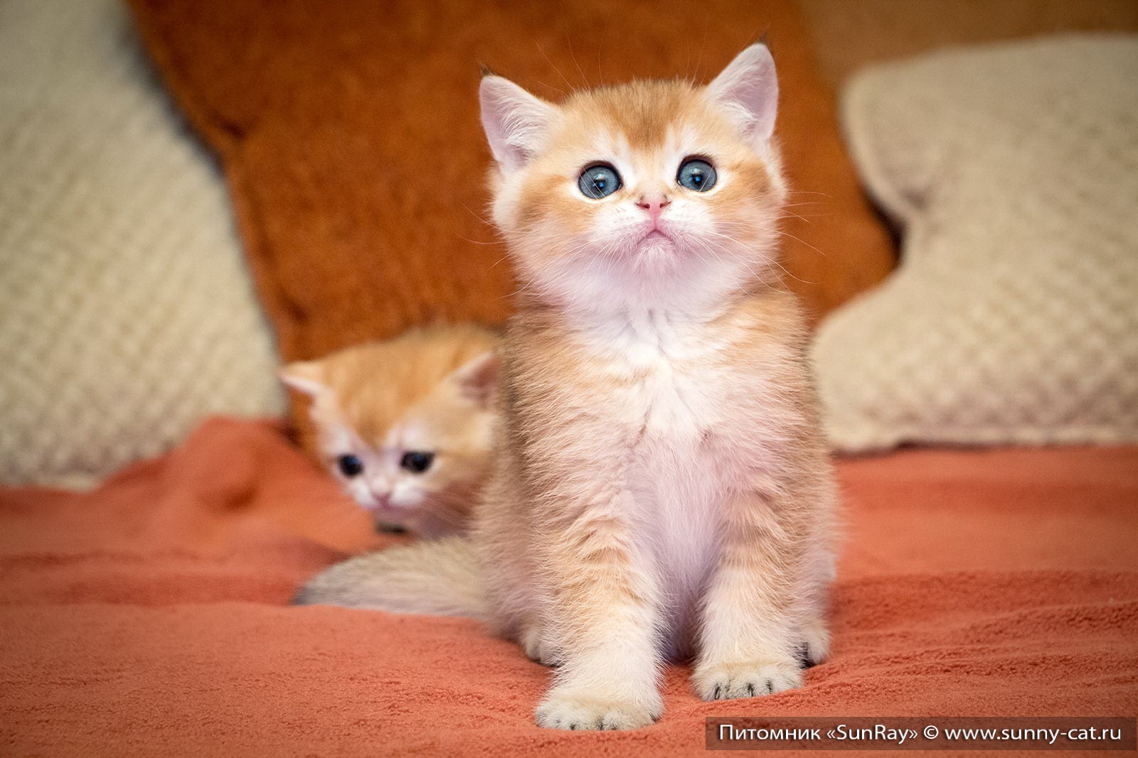 Family of Golden Kittens питомник британских кошек