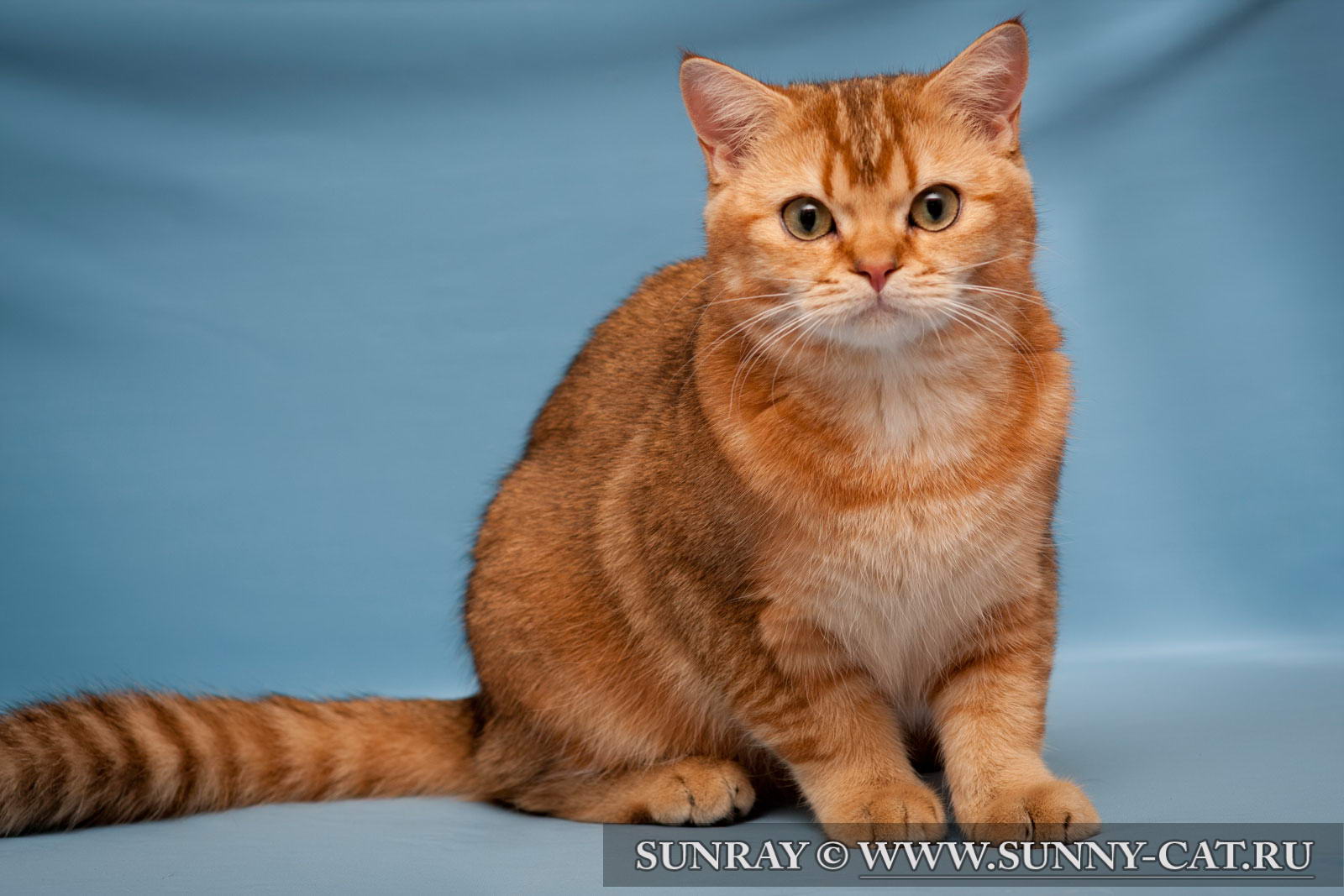 Породы кошек с фотографиями и названиями короткошерстные рыжие