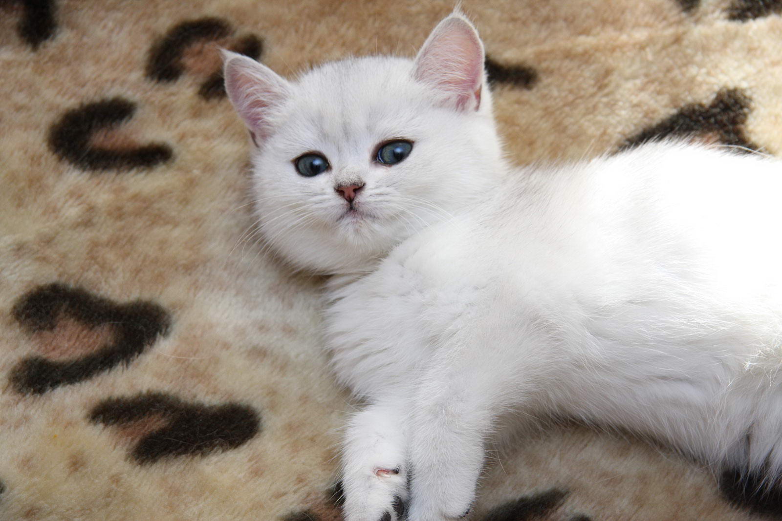 Белые английские коты