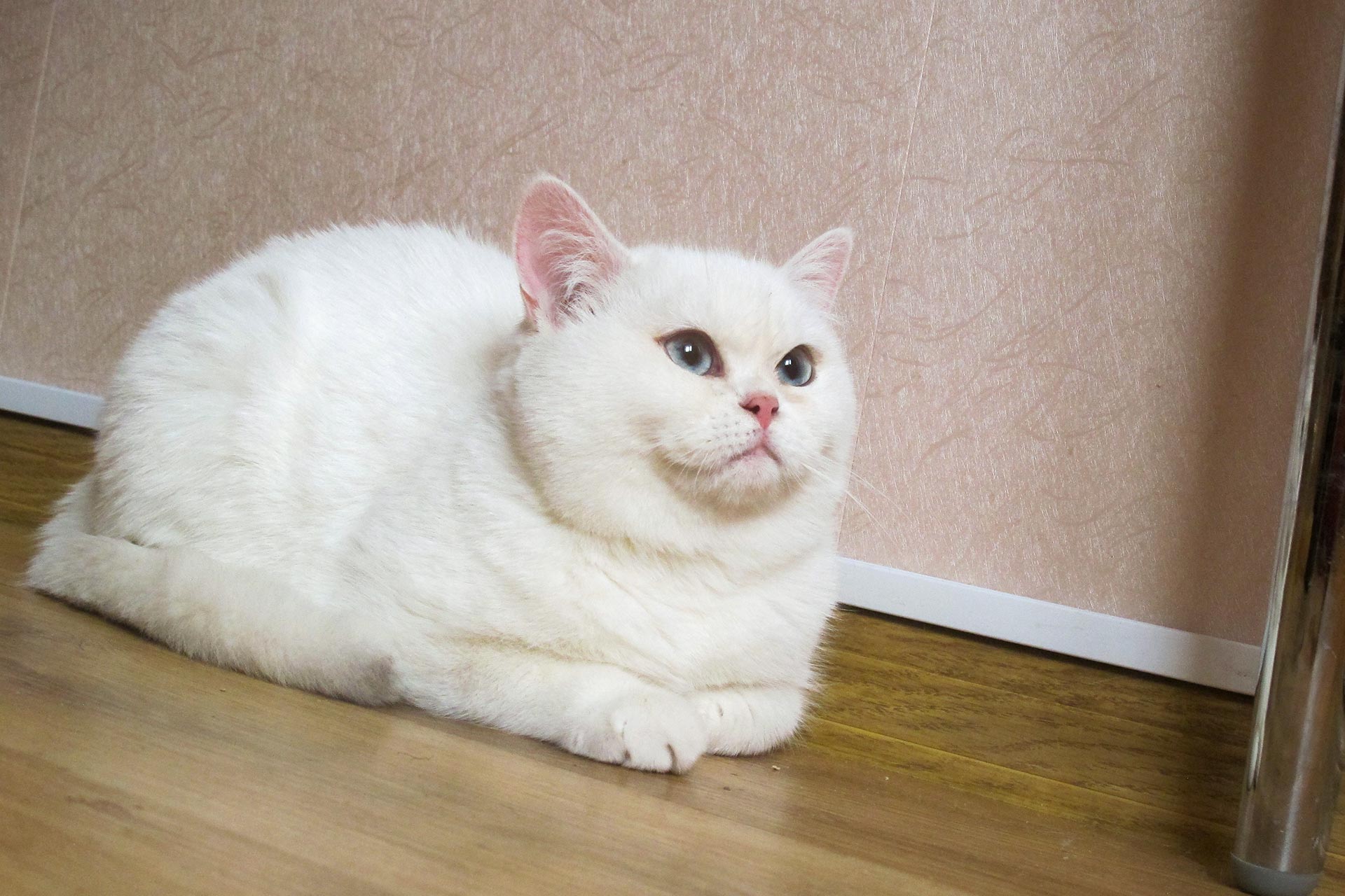 Кошка британка альбинос