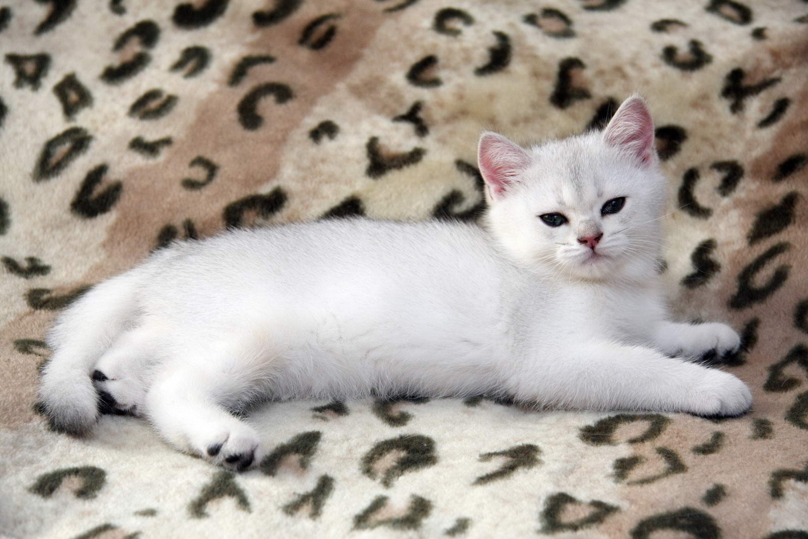 Британские короткошерстные котята белые