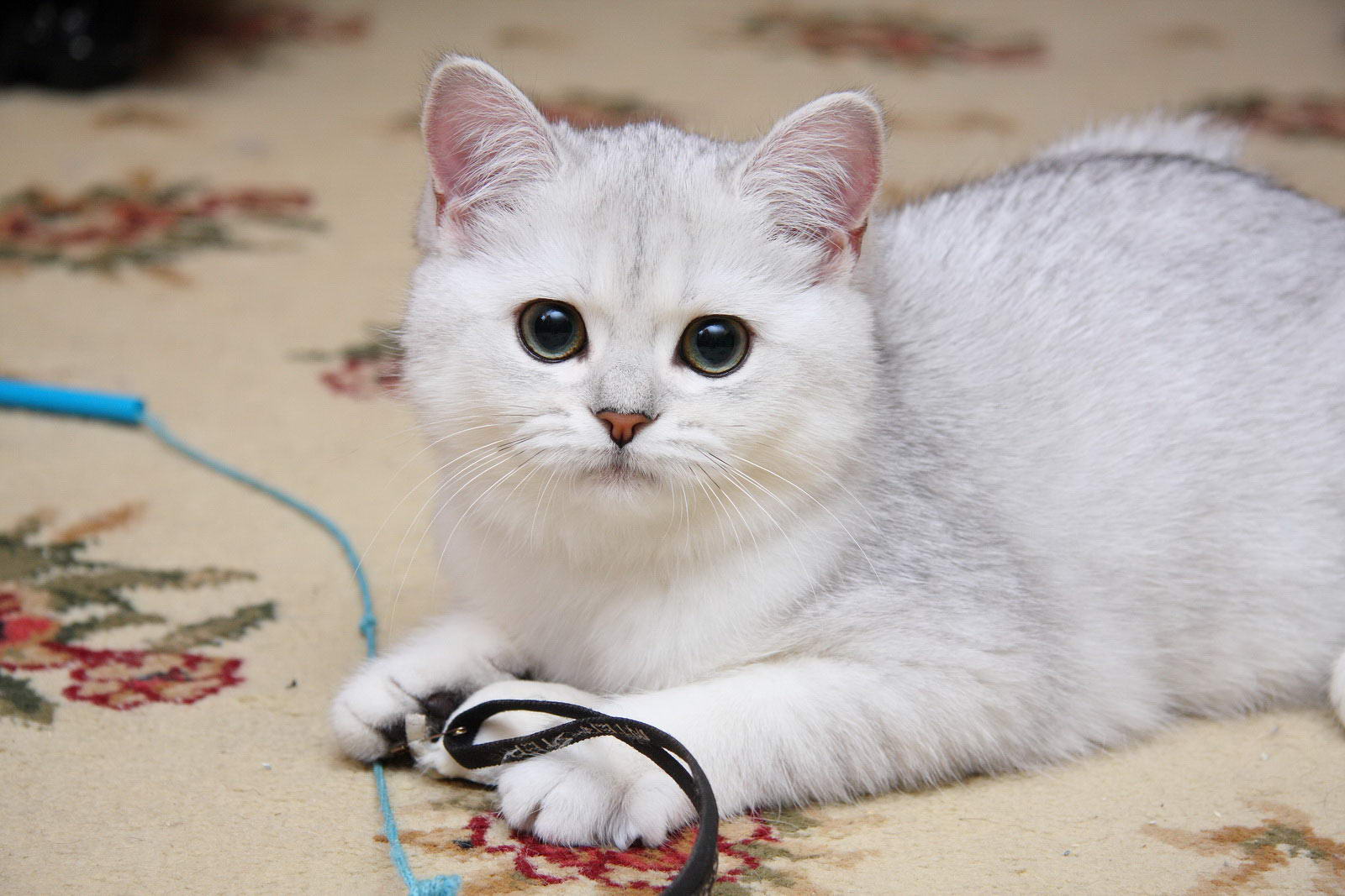 Шиншилла Британская Кошка Белая