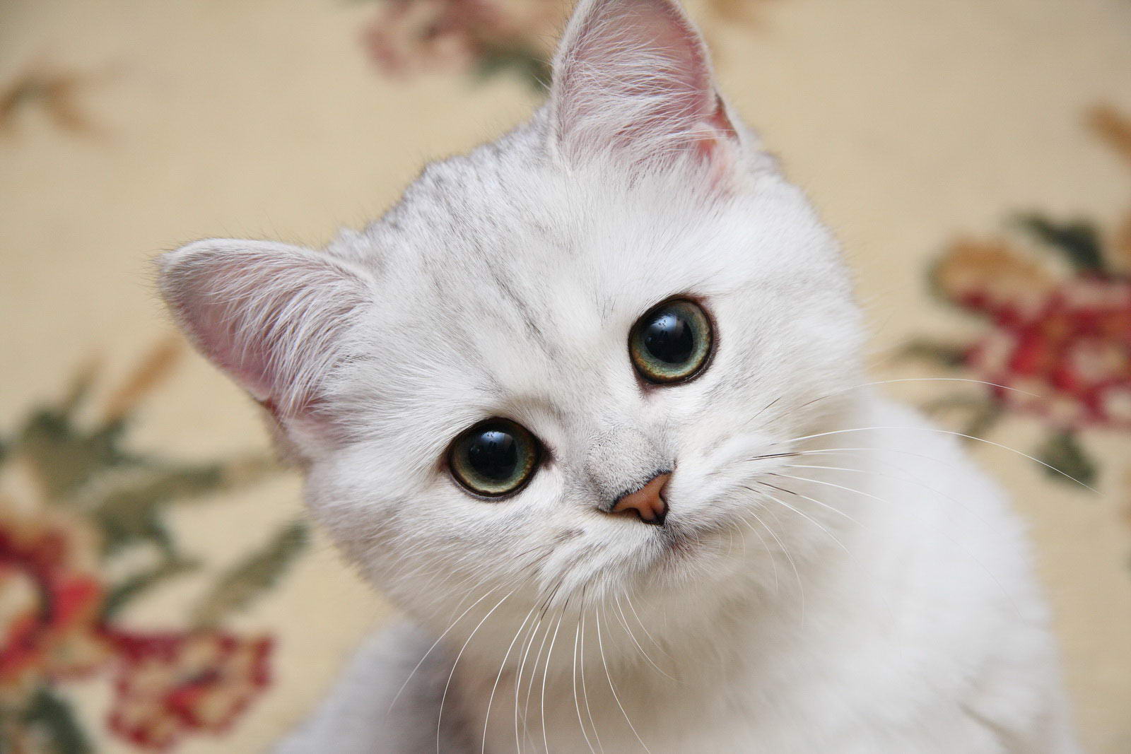 Белая шиншилла кошка