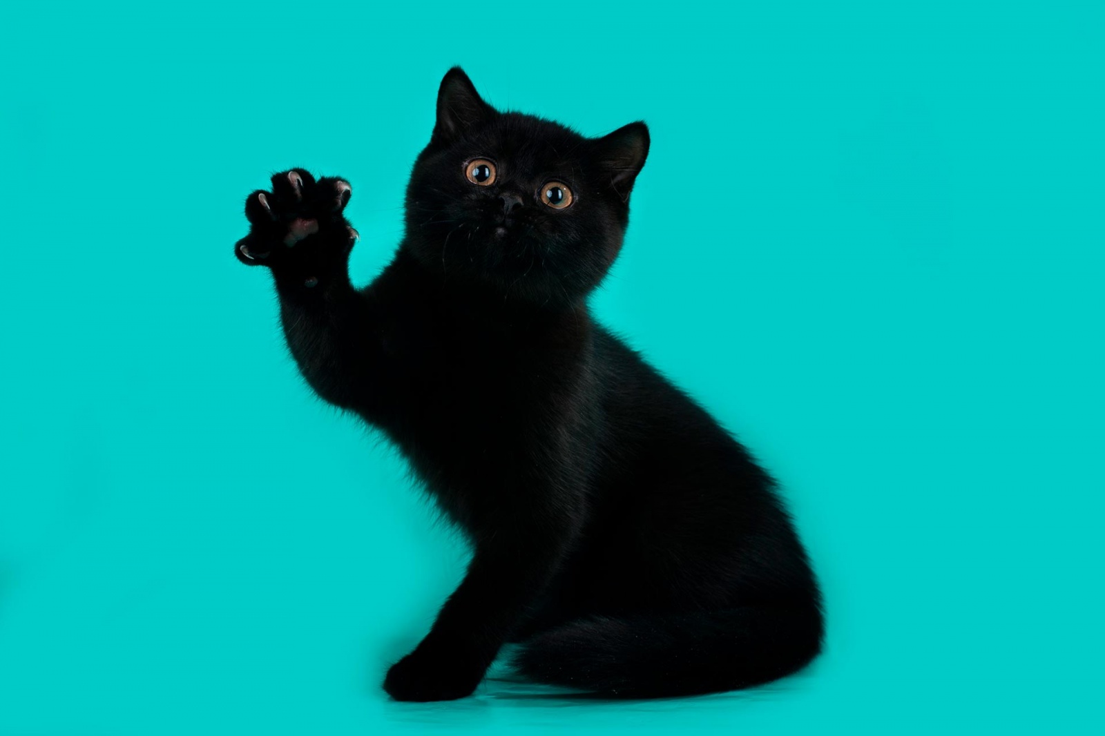 Британский короткошерстный кот черный
