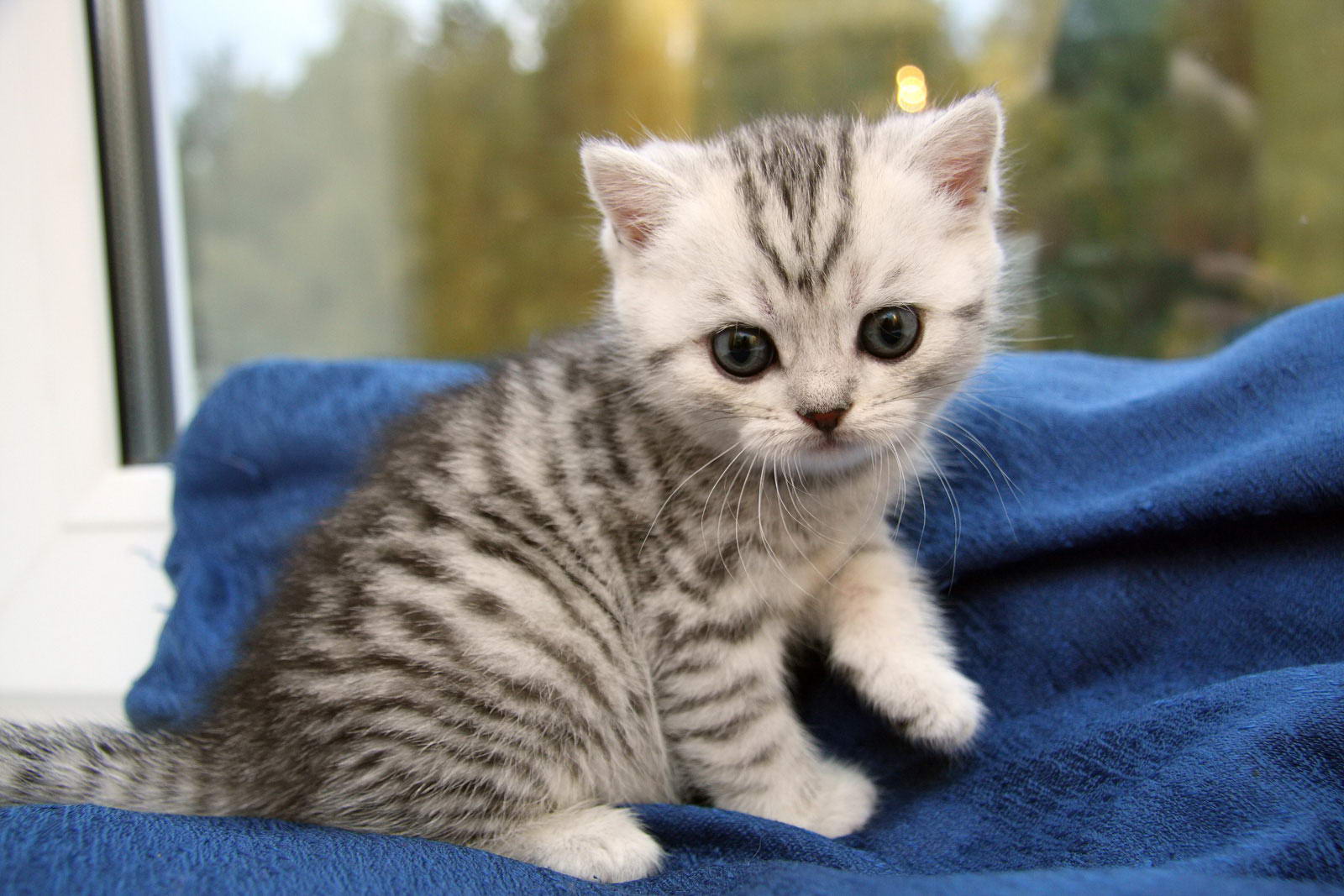 Британская короткошерстная котенок фото