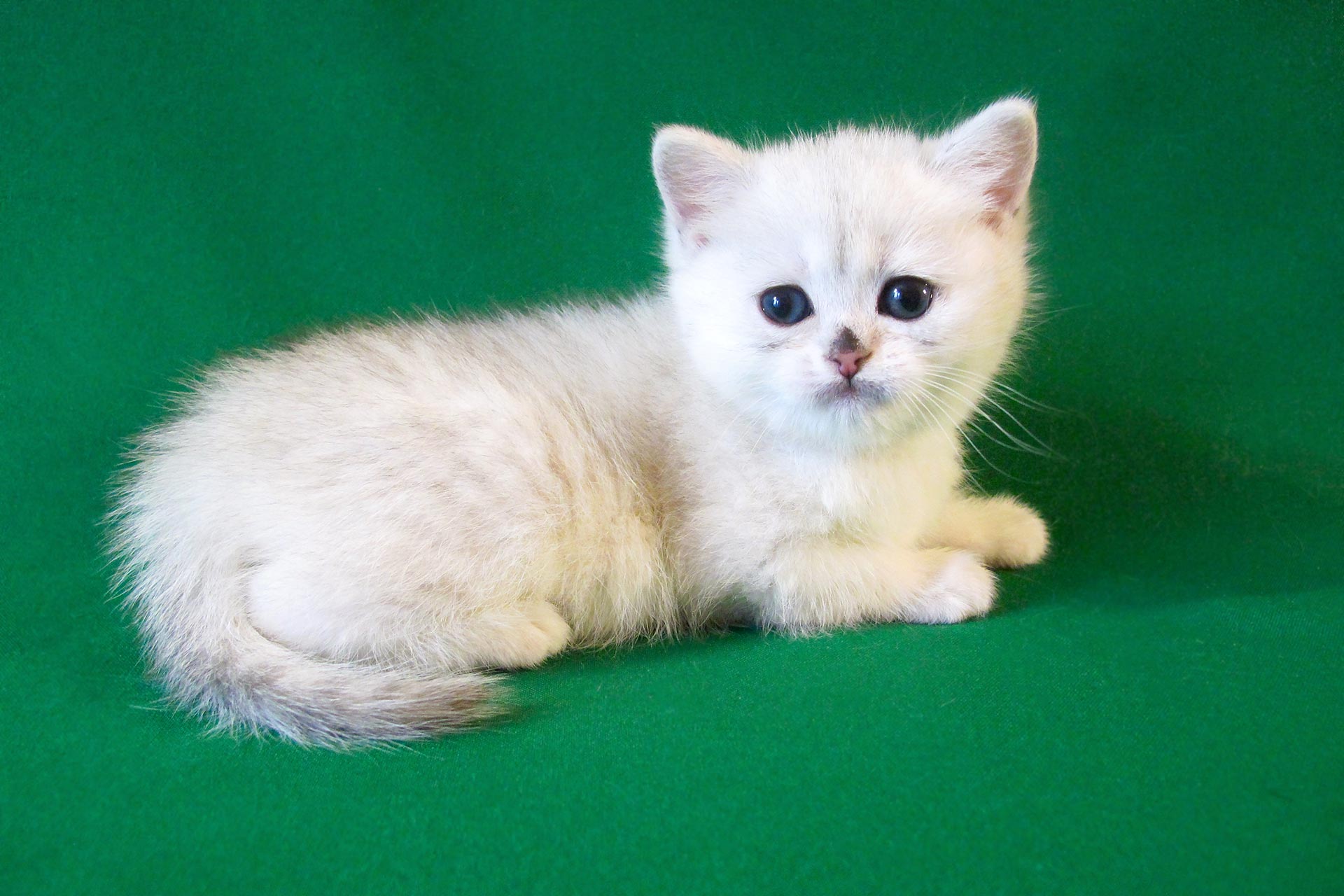 british shorthair silver shaded